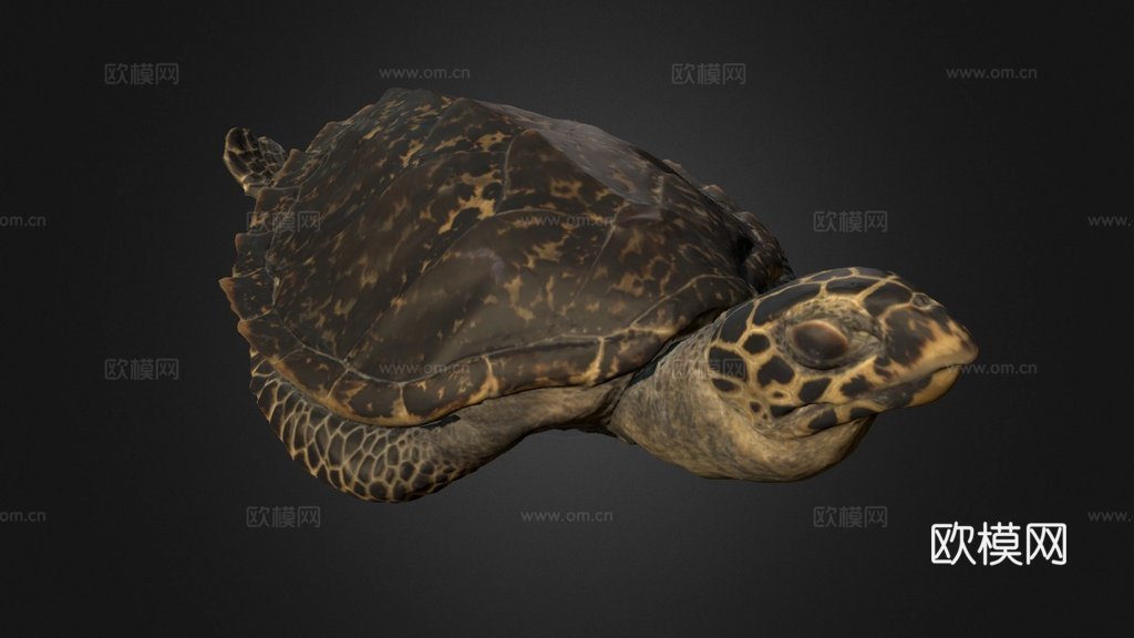 玳瑁海龟3d模型