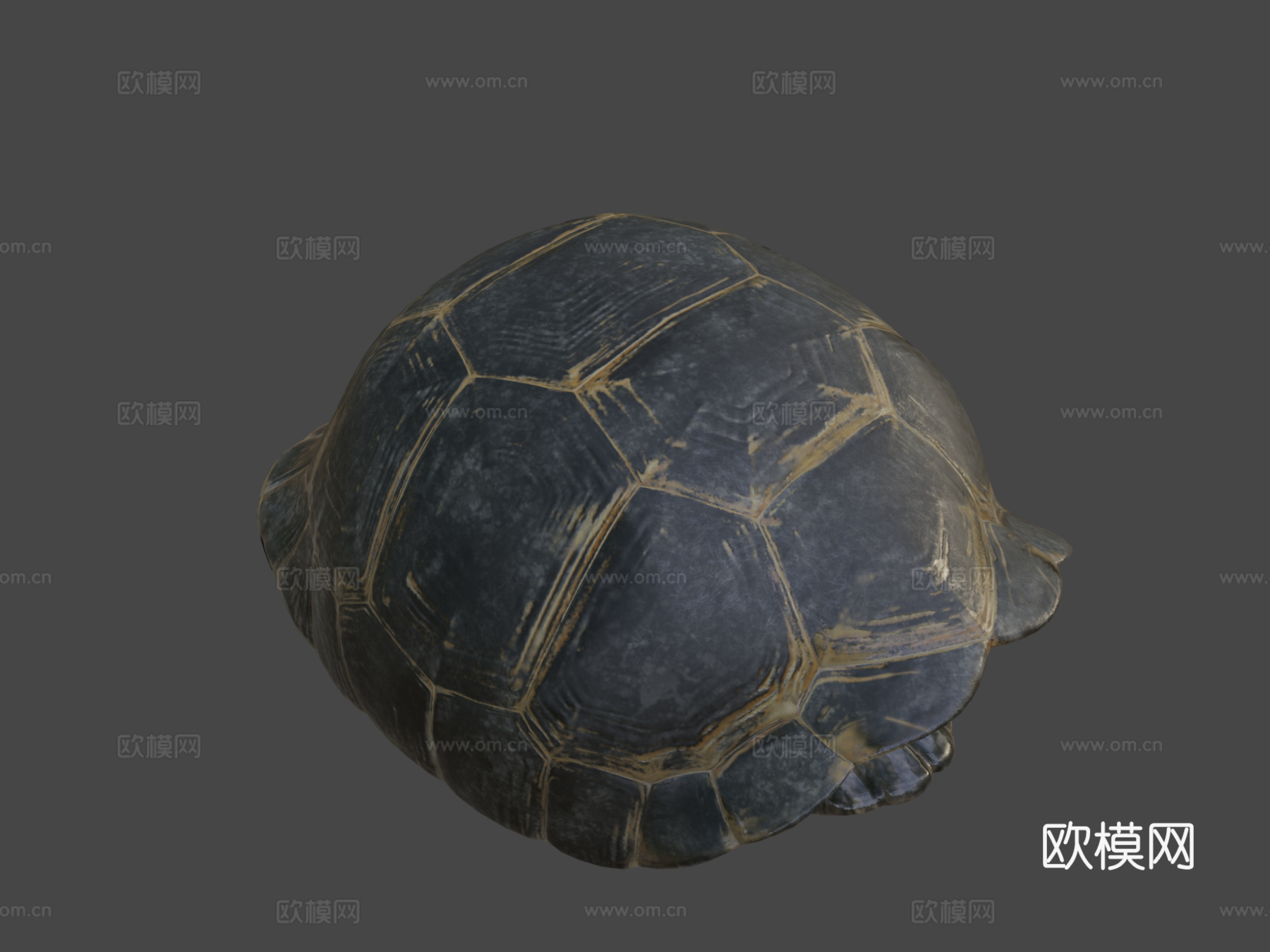 加拉帕戈斯象龟3d模型
