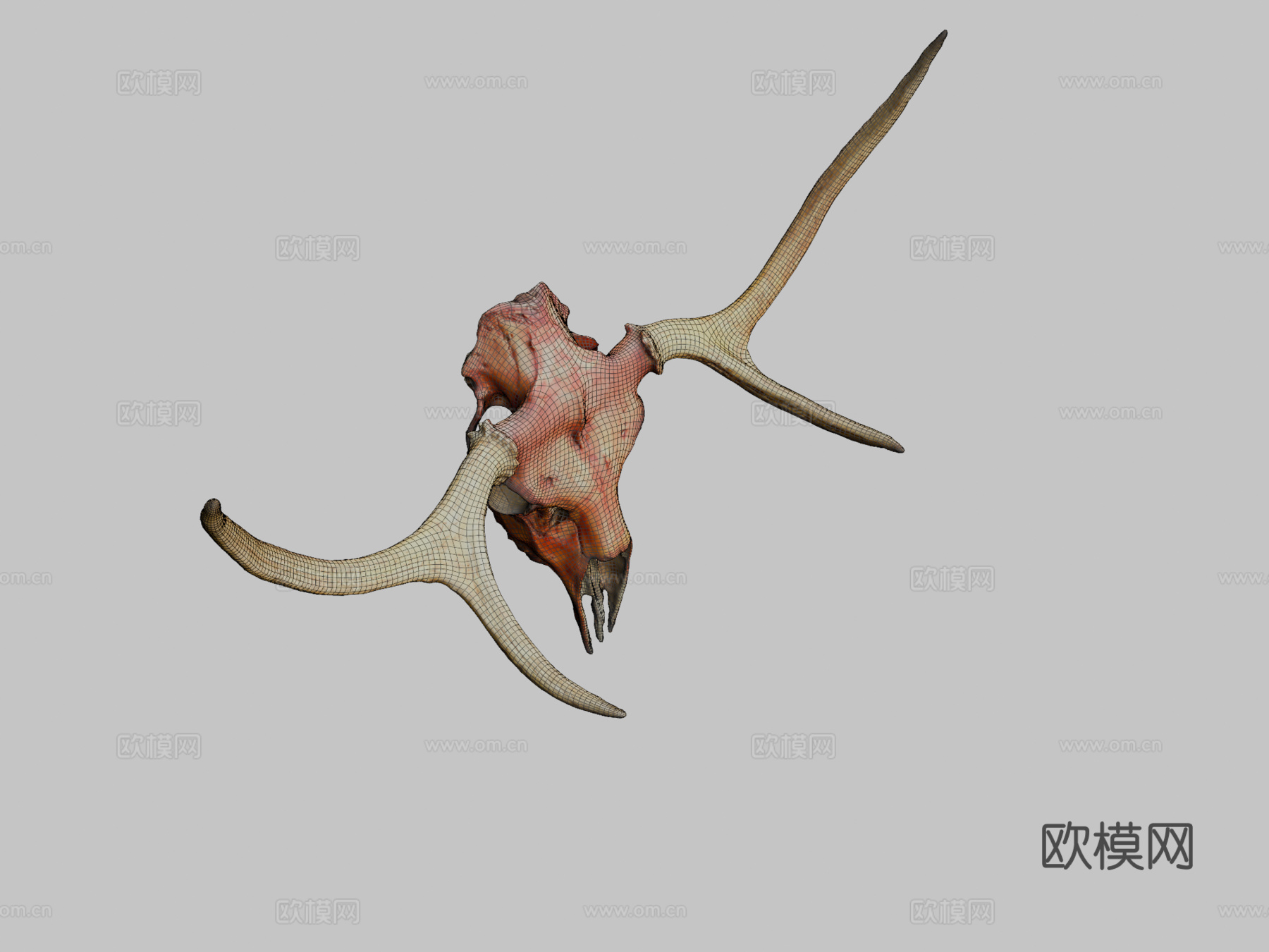 鹿头骨-照片扫描3d模型