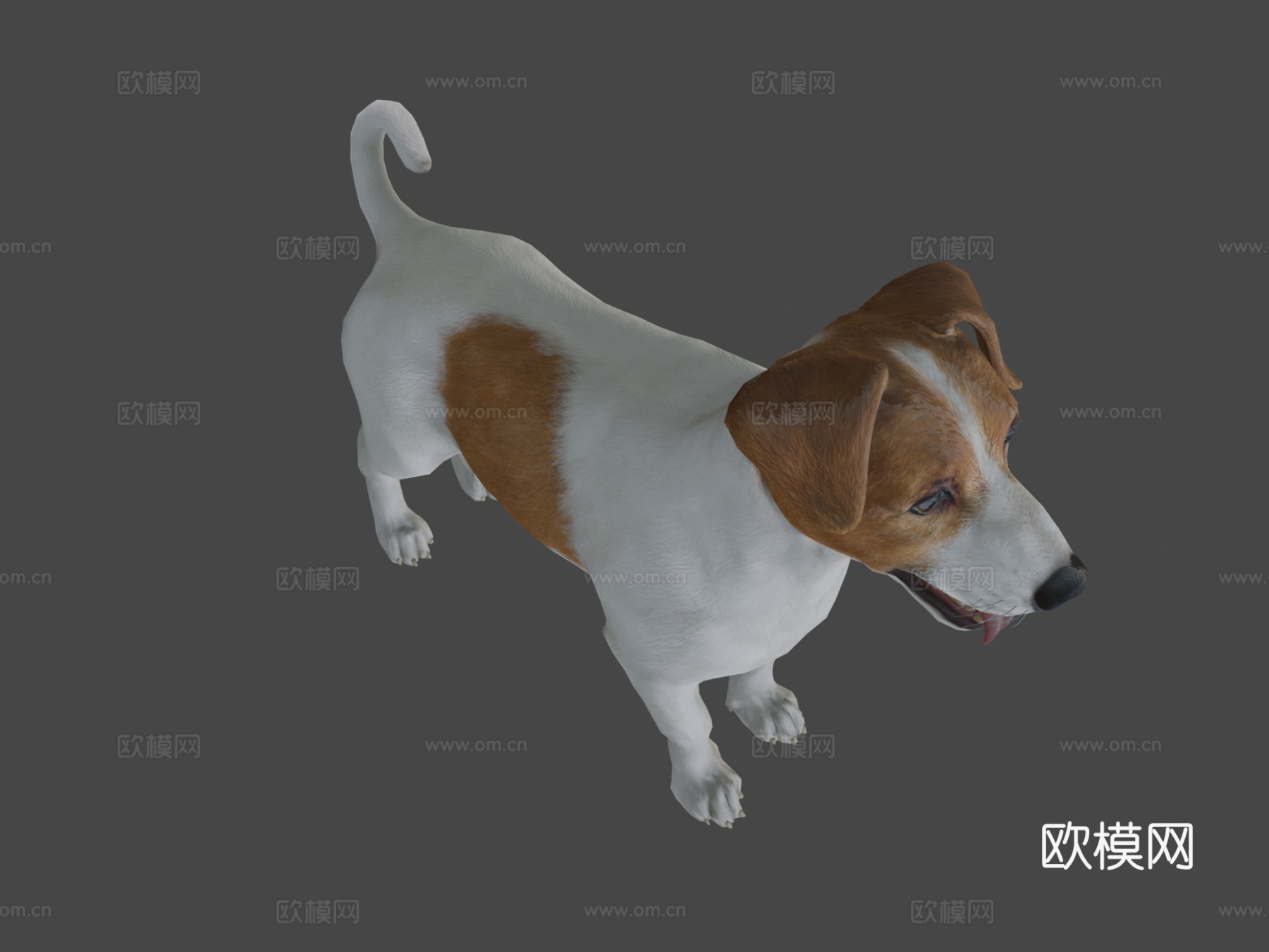 狗-杰克罗素梗犬3d模型