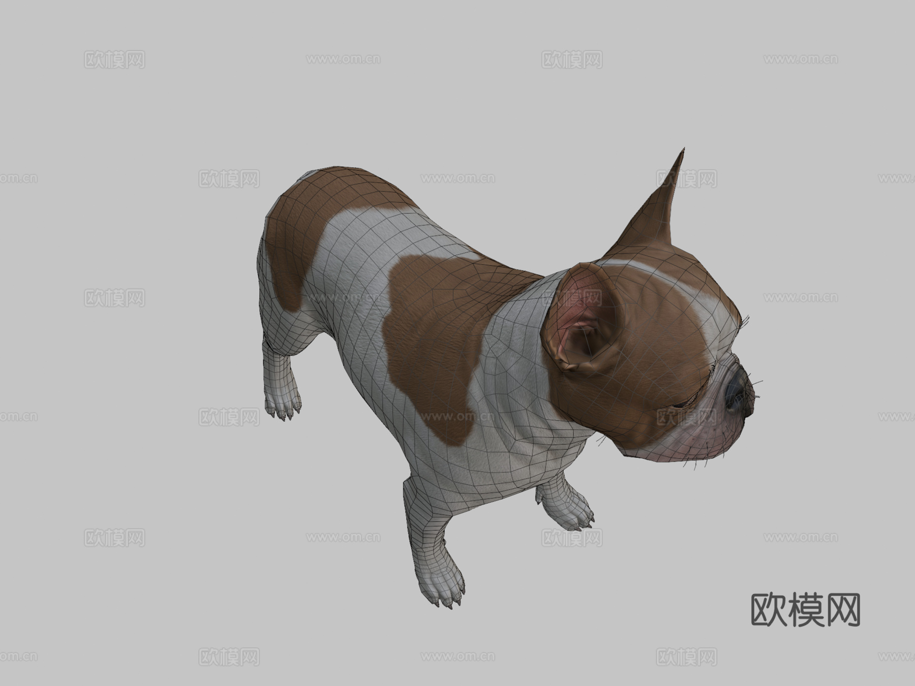 法国斗牛犬3d模型