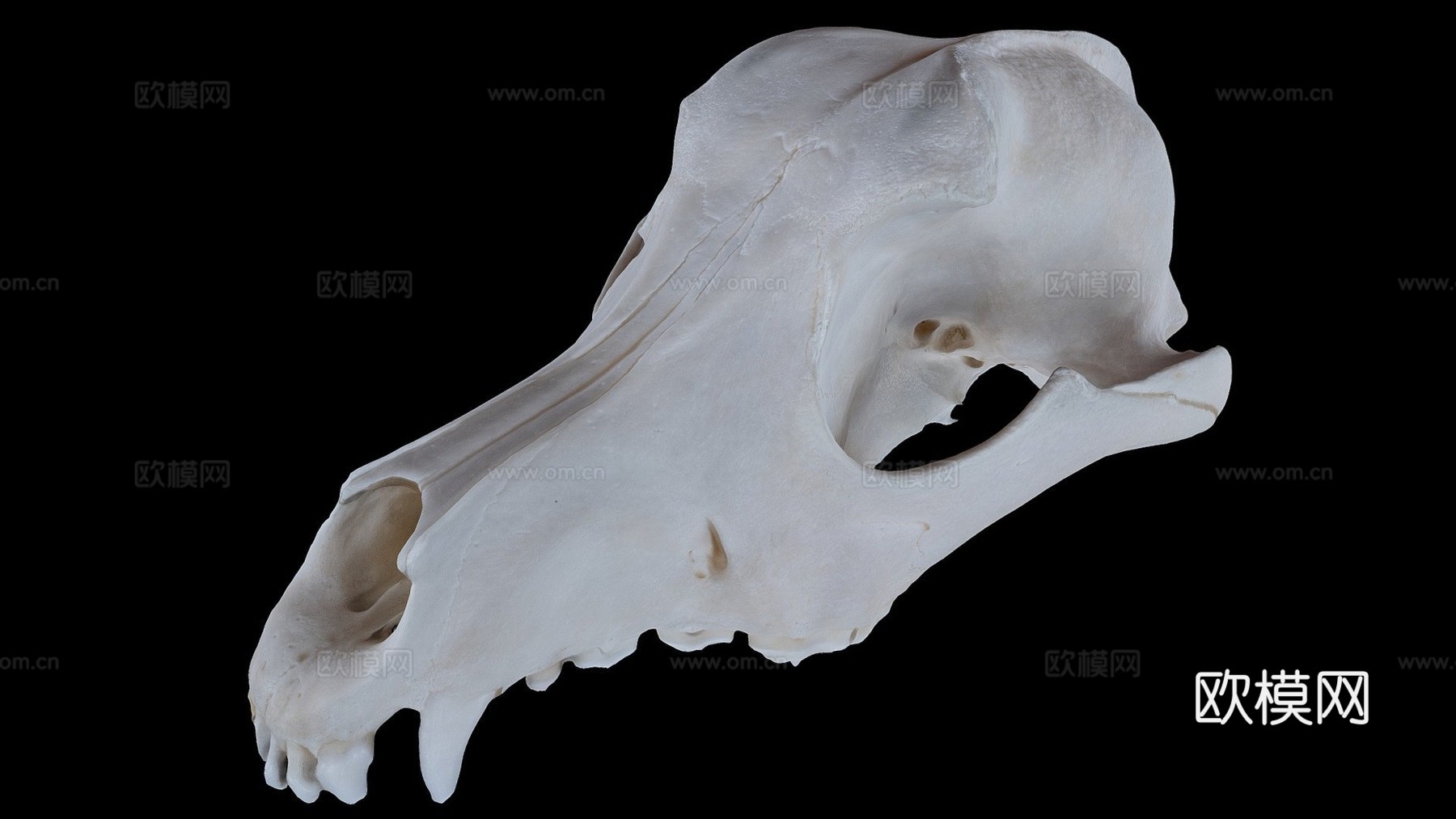 狗头骨测试3d模型