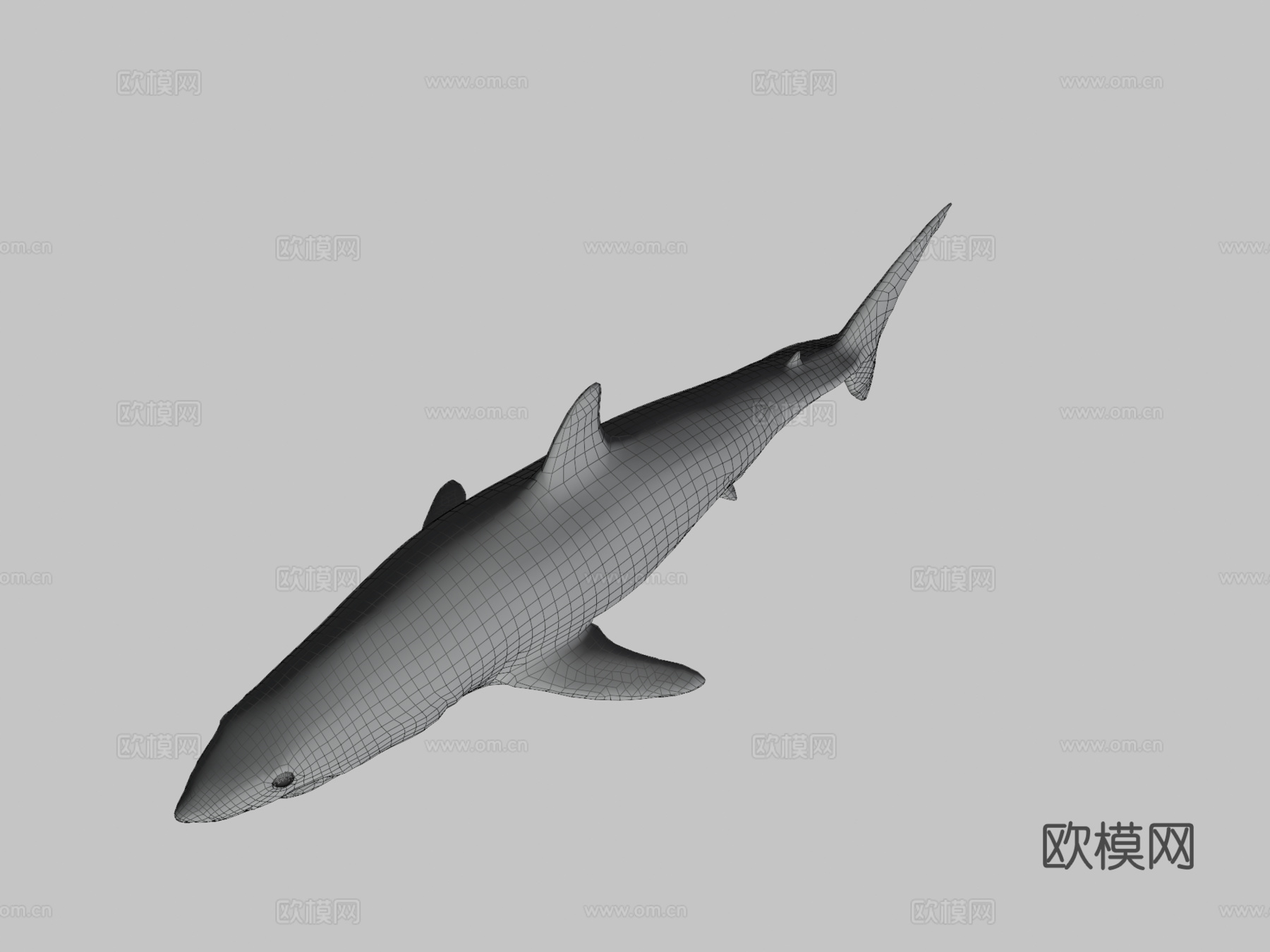 A型-短鳍灰鲭鲨3d模型