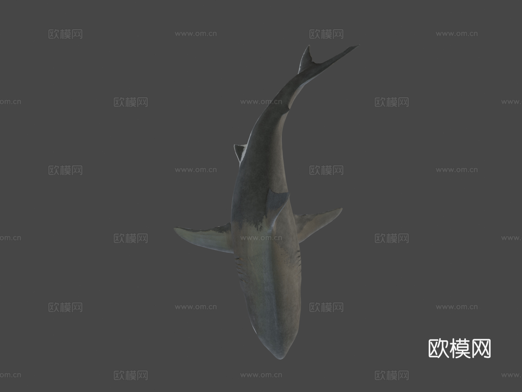 大白鲨-绑定与动画3d模型