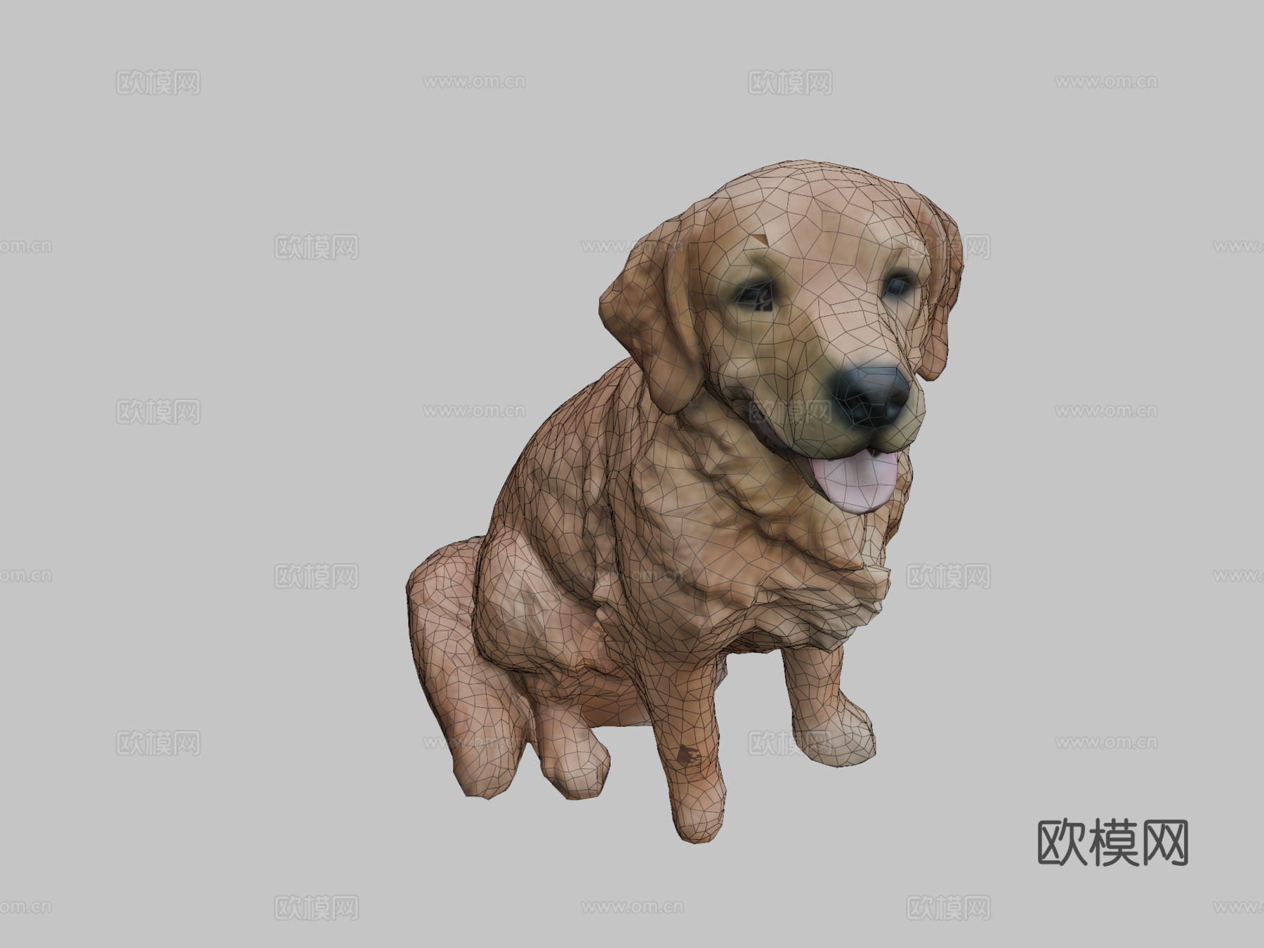 金毛寻回犬3d模型