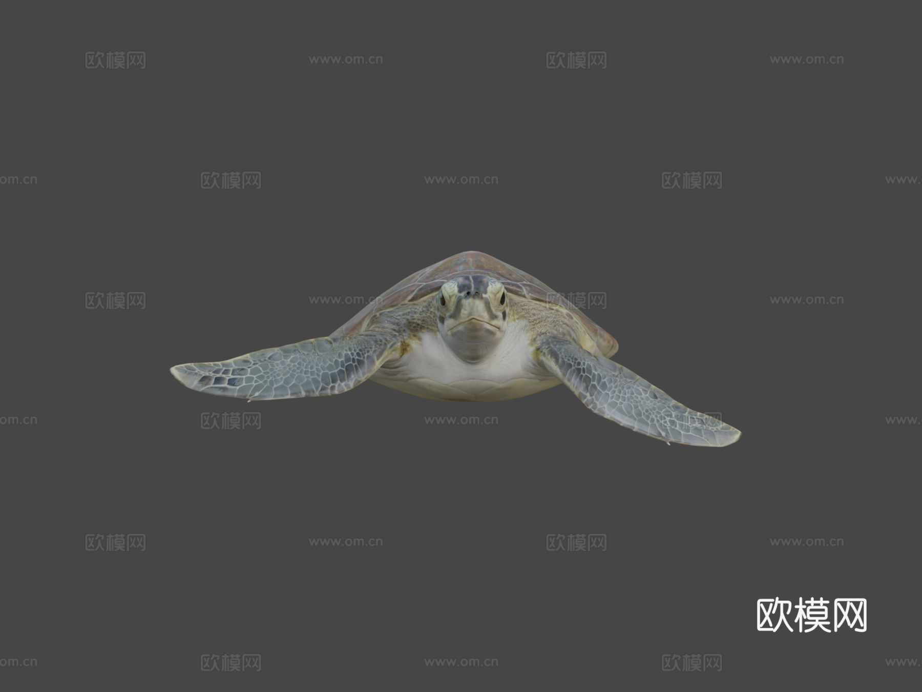 B模型幼年绿海龟3d模型