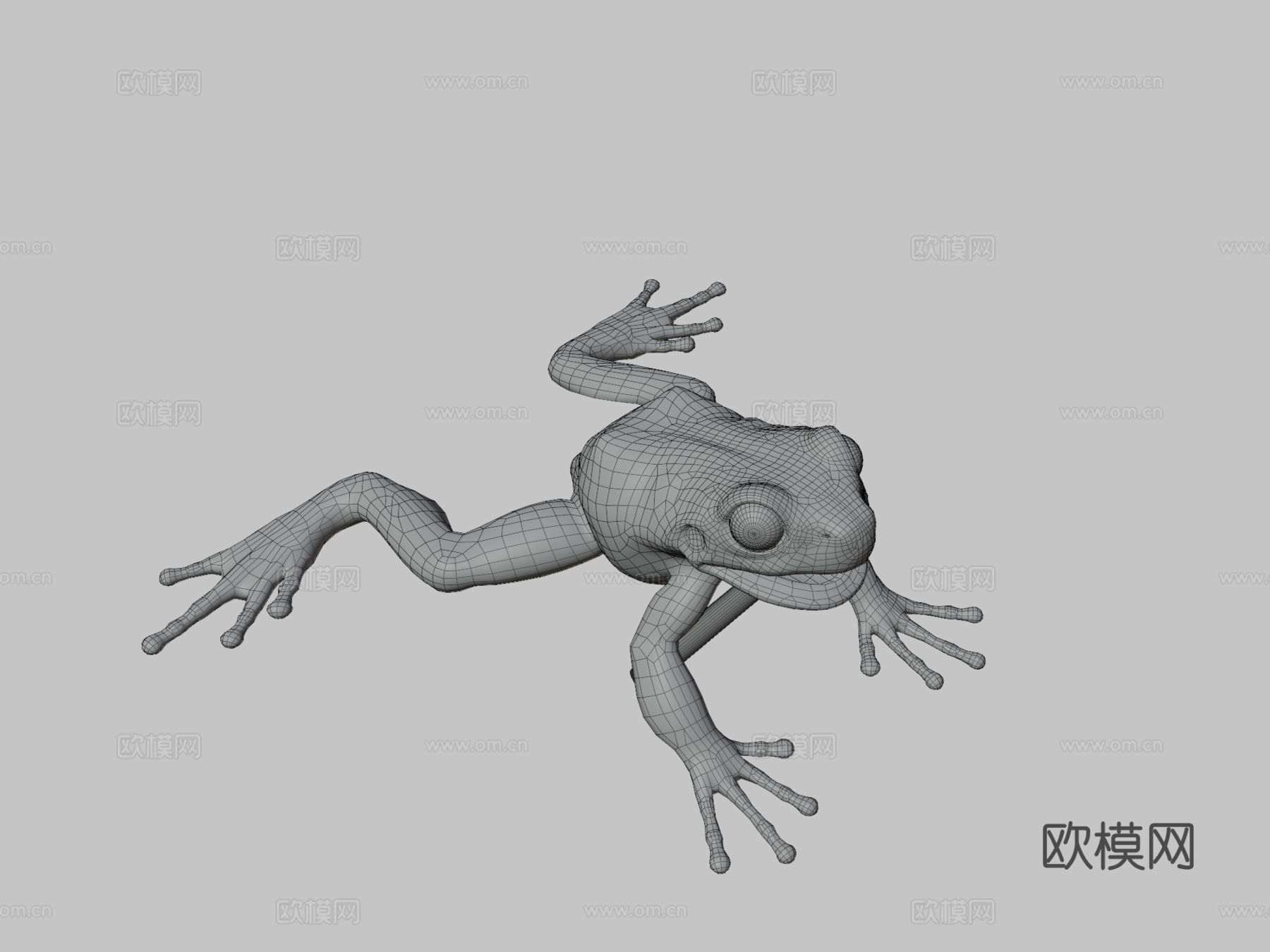 欧洲树蛙3d模型
