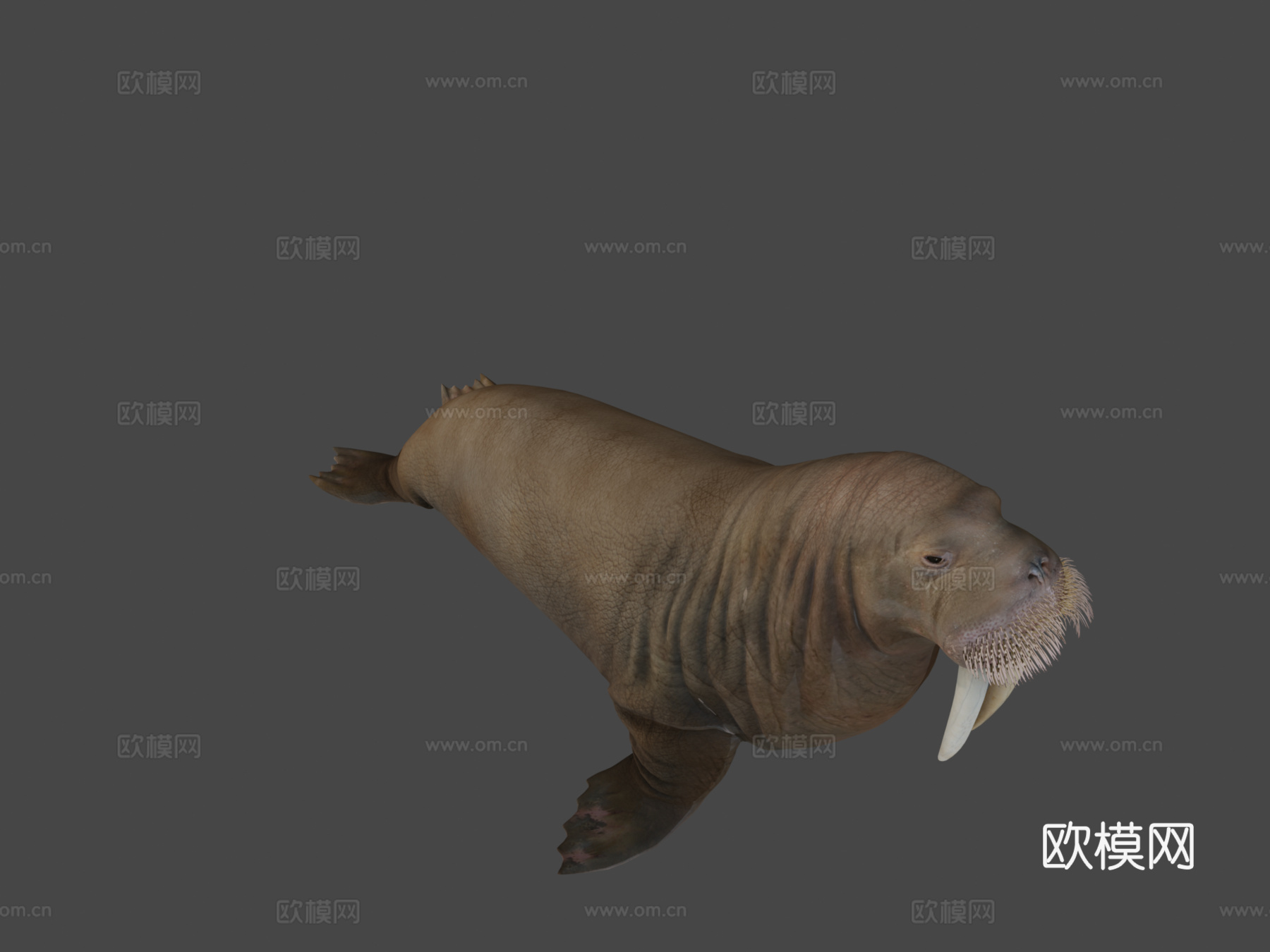 海象（学名：Odobenus Rosmarus）-海象3d模型