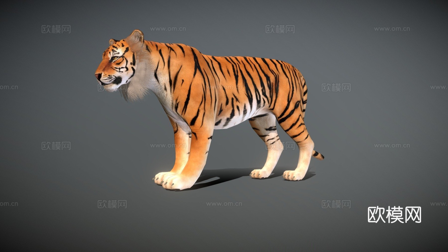 老虎3d模型