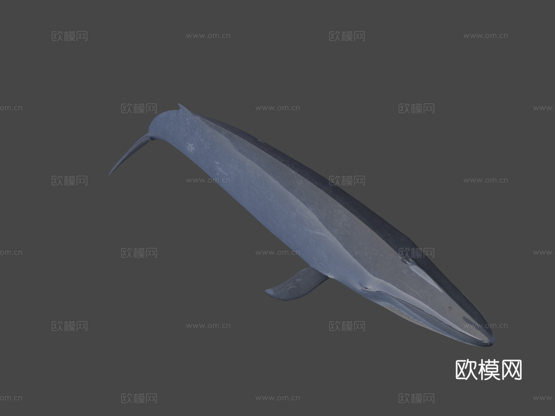 蓝鲸(须鲸肌肉)-蓝鲸3d模型