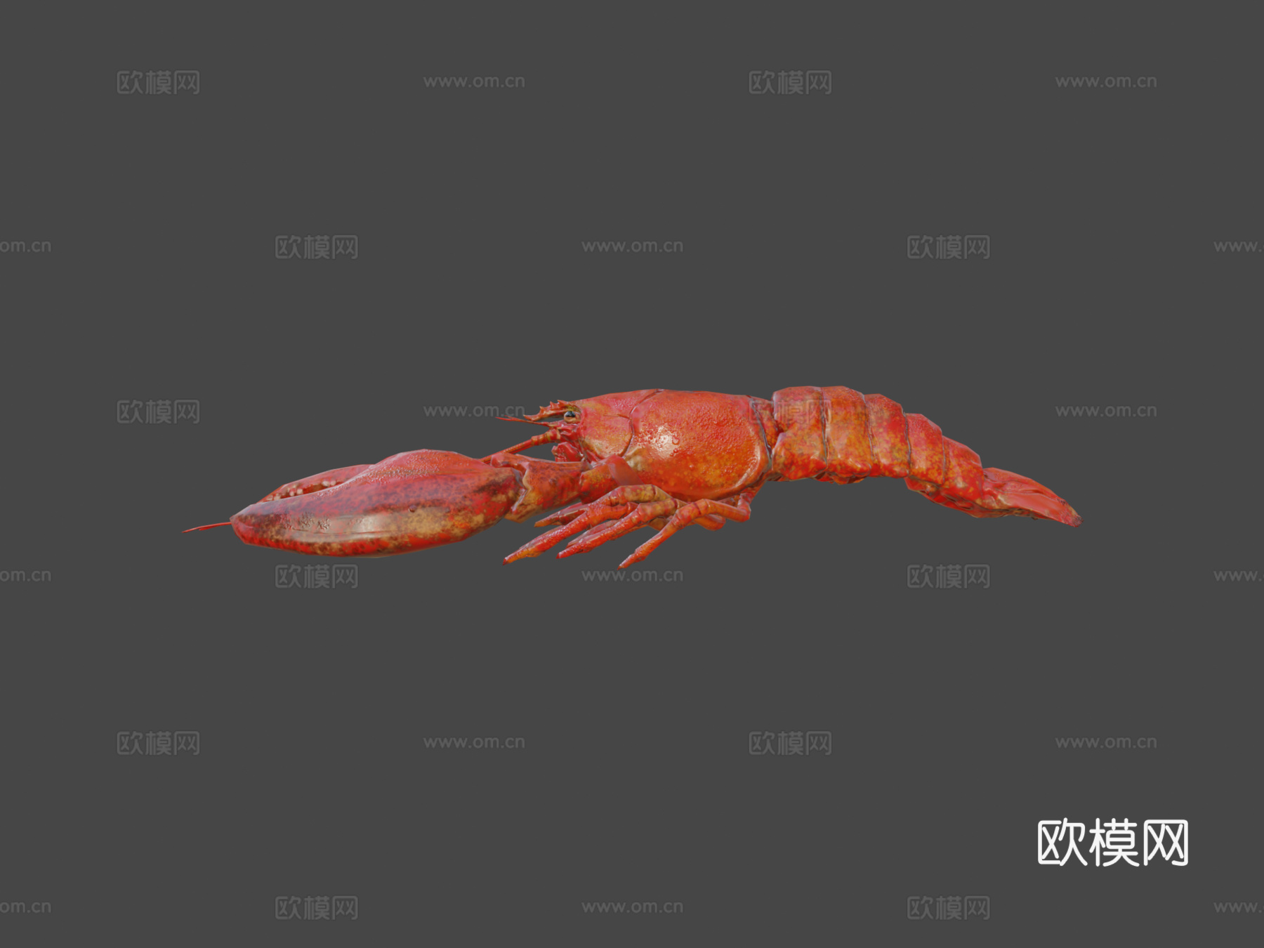 龙虾3d模型
