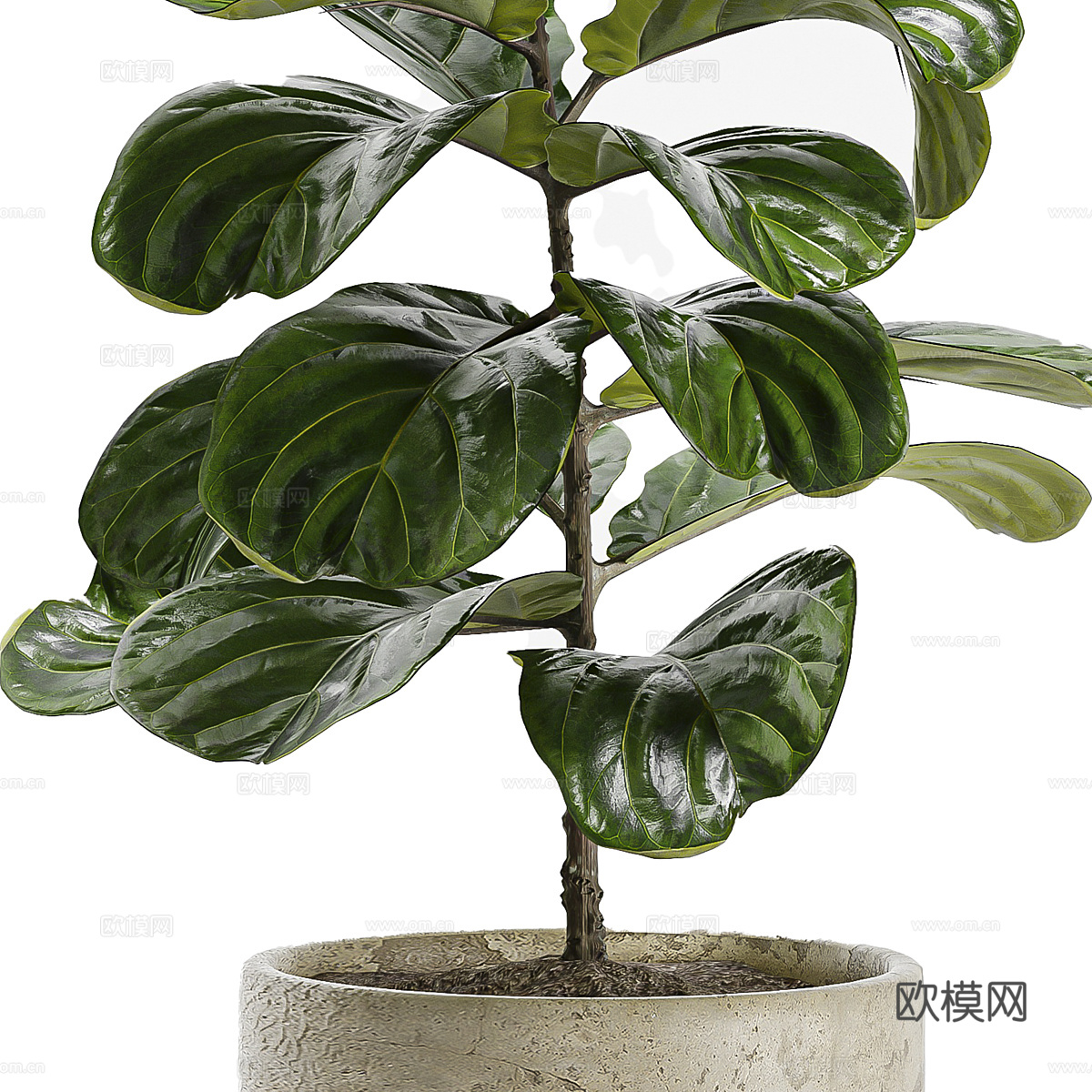现代侘寂绿植盆栽3d模型