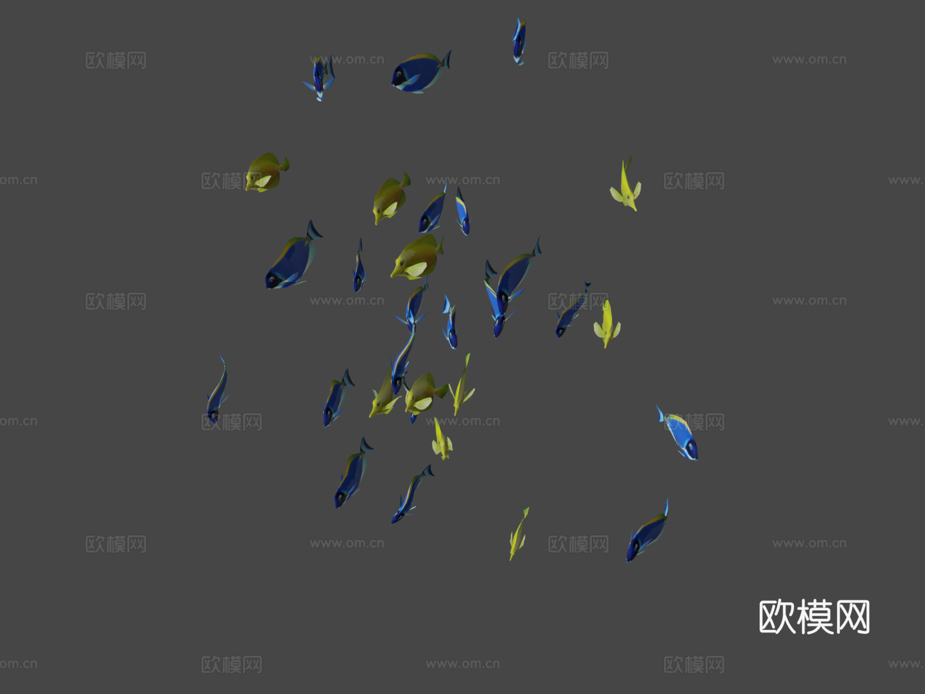 群游鱼蓝黄刺尾鱼3d模型