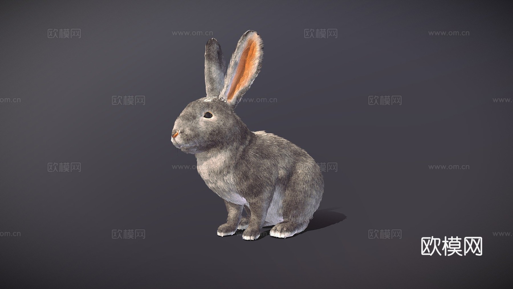 写实兔子3d模型