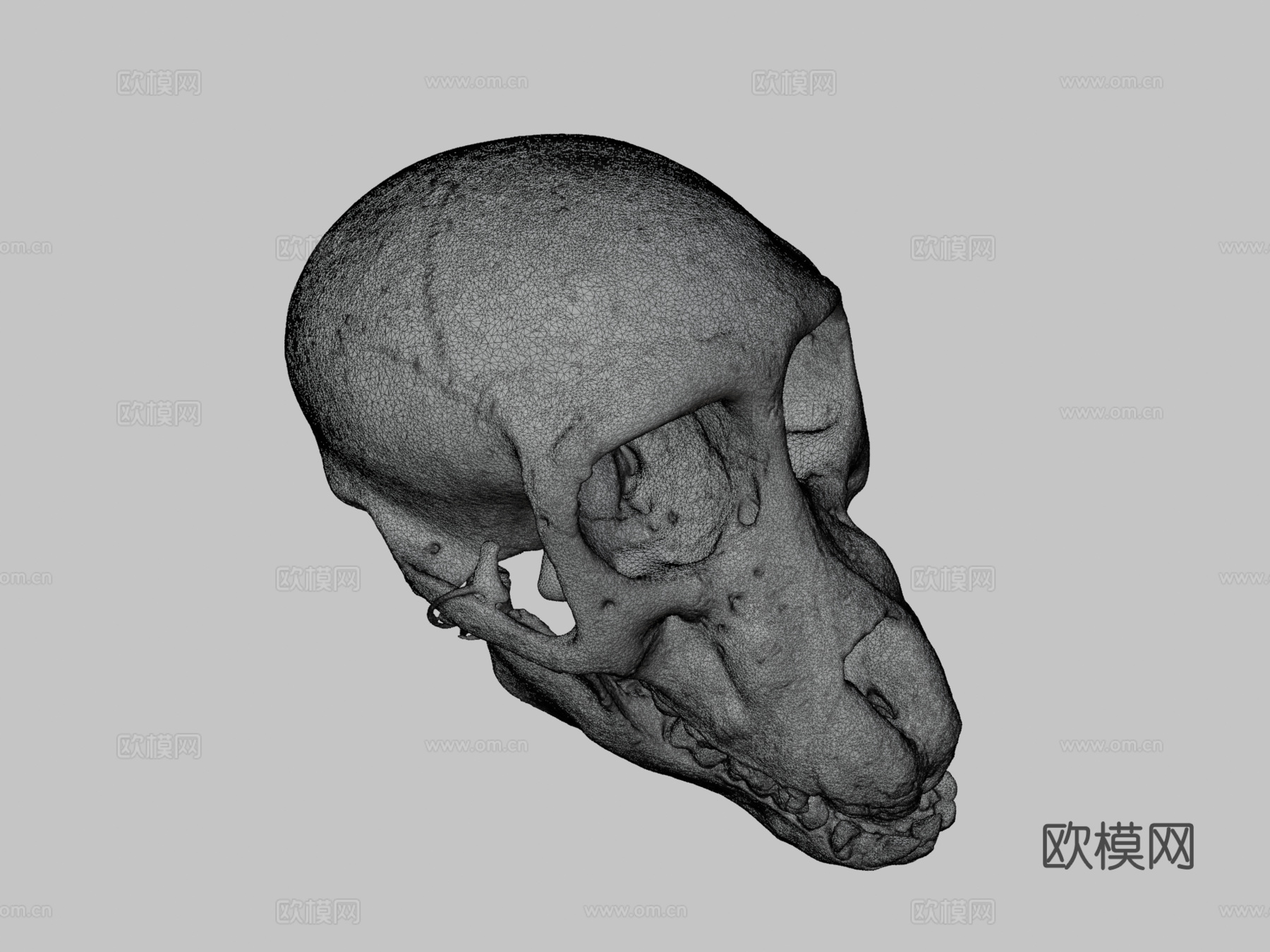 查克玛狒狒头骨3d模型
