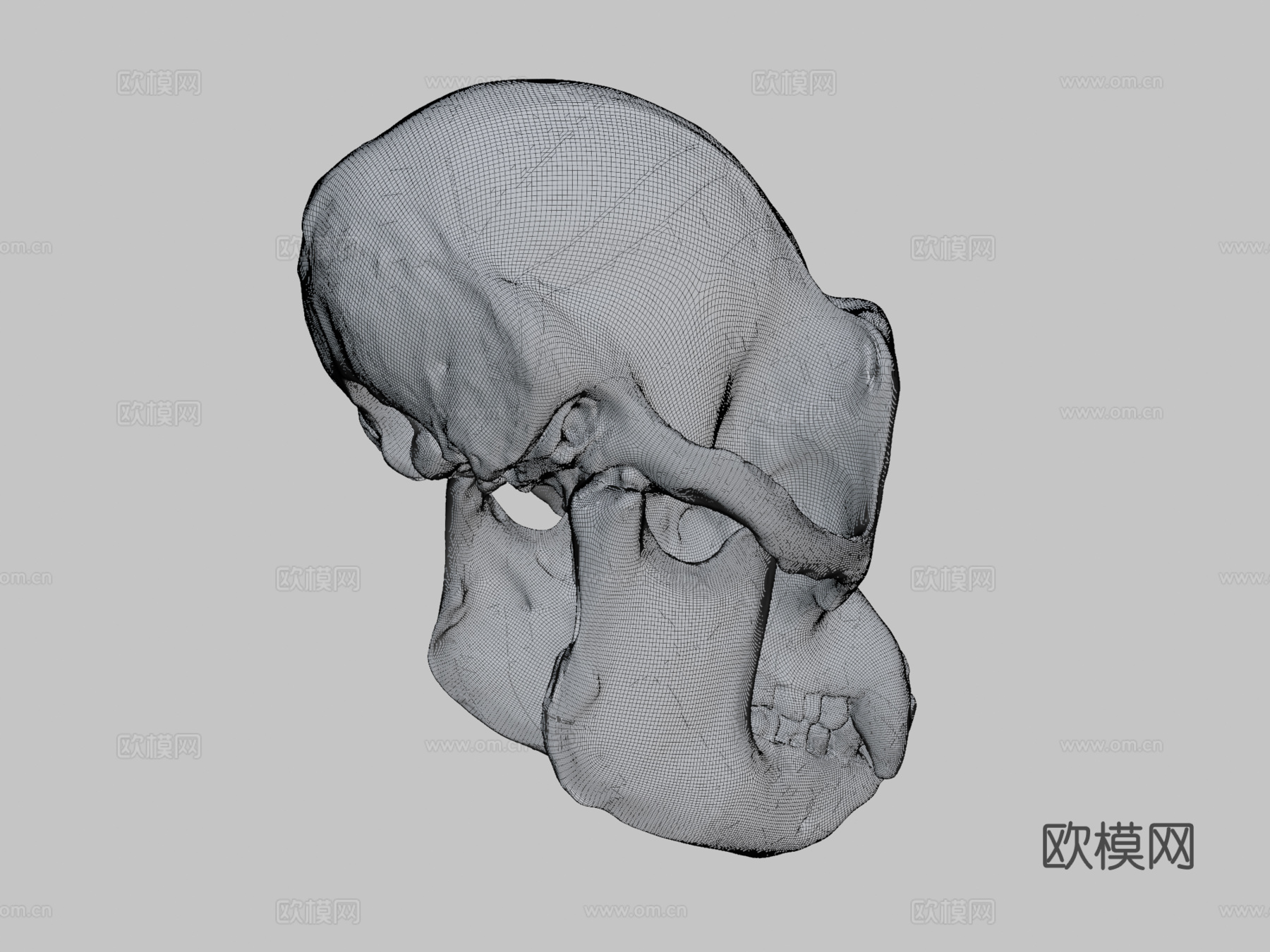 黑猩猩头骨3d模型