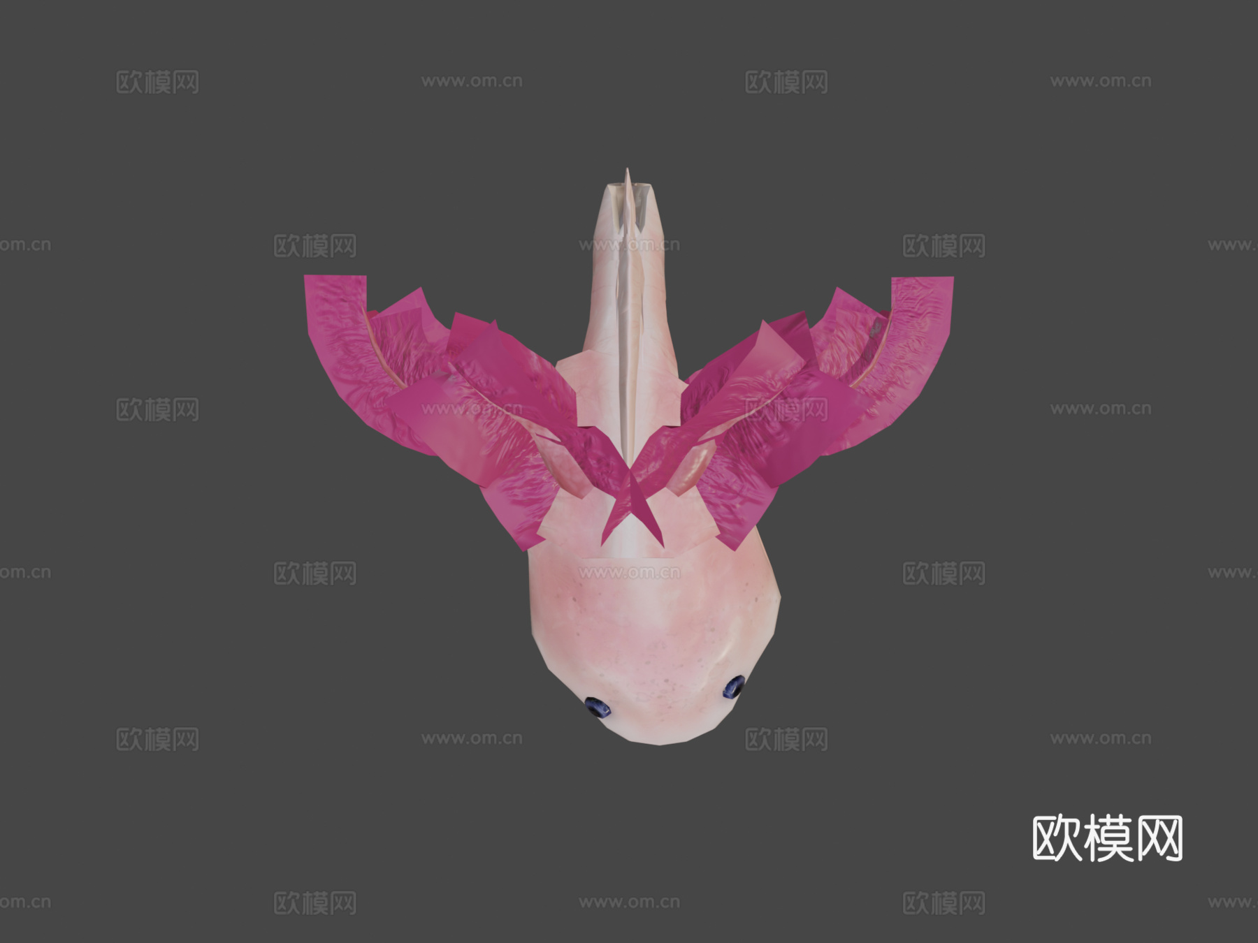 美西螈3d模型