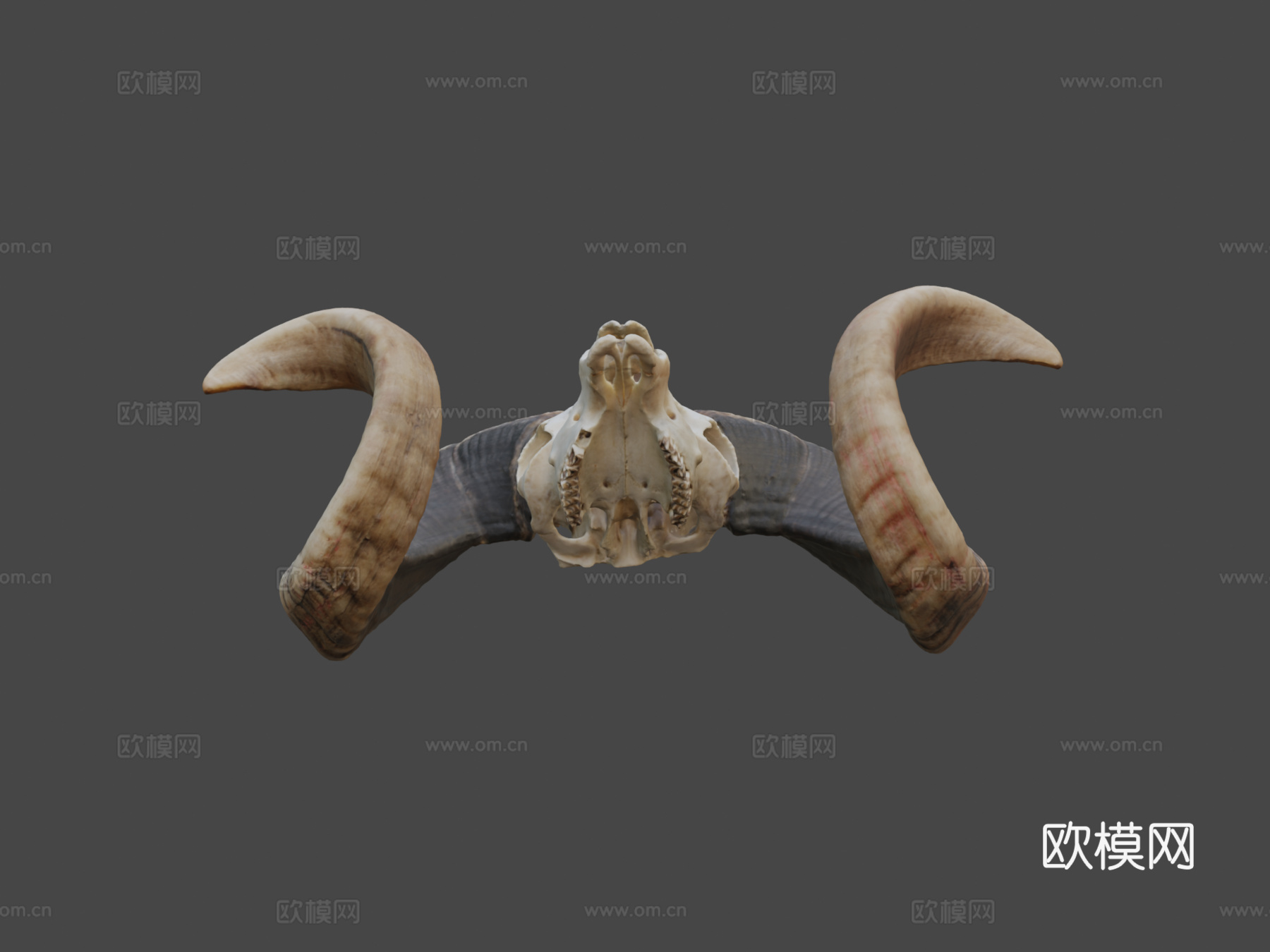 公羊头骨-摄影测量法3d模型