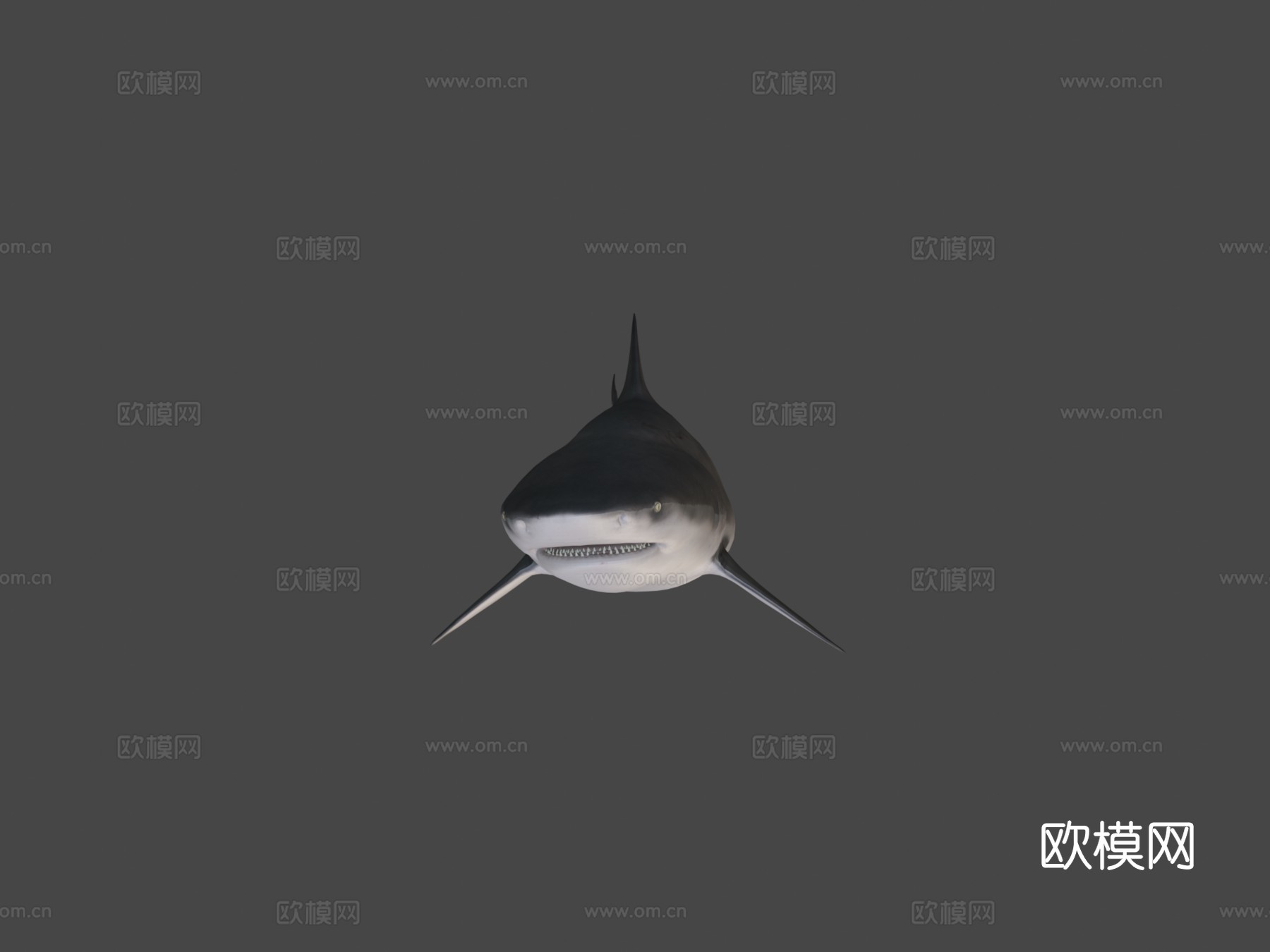 公牛鲨3d模型