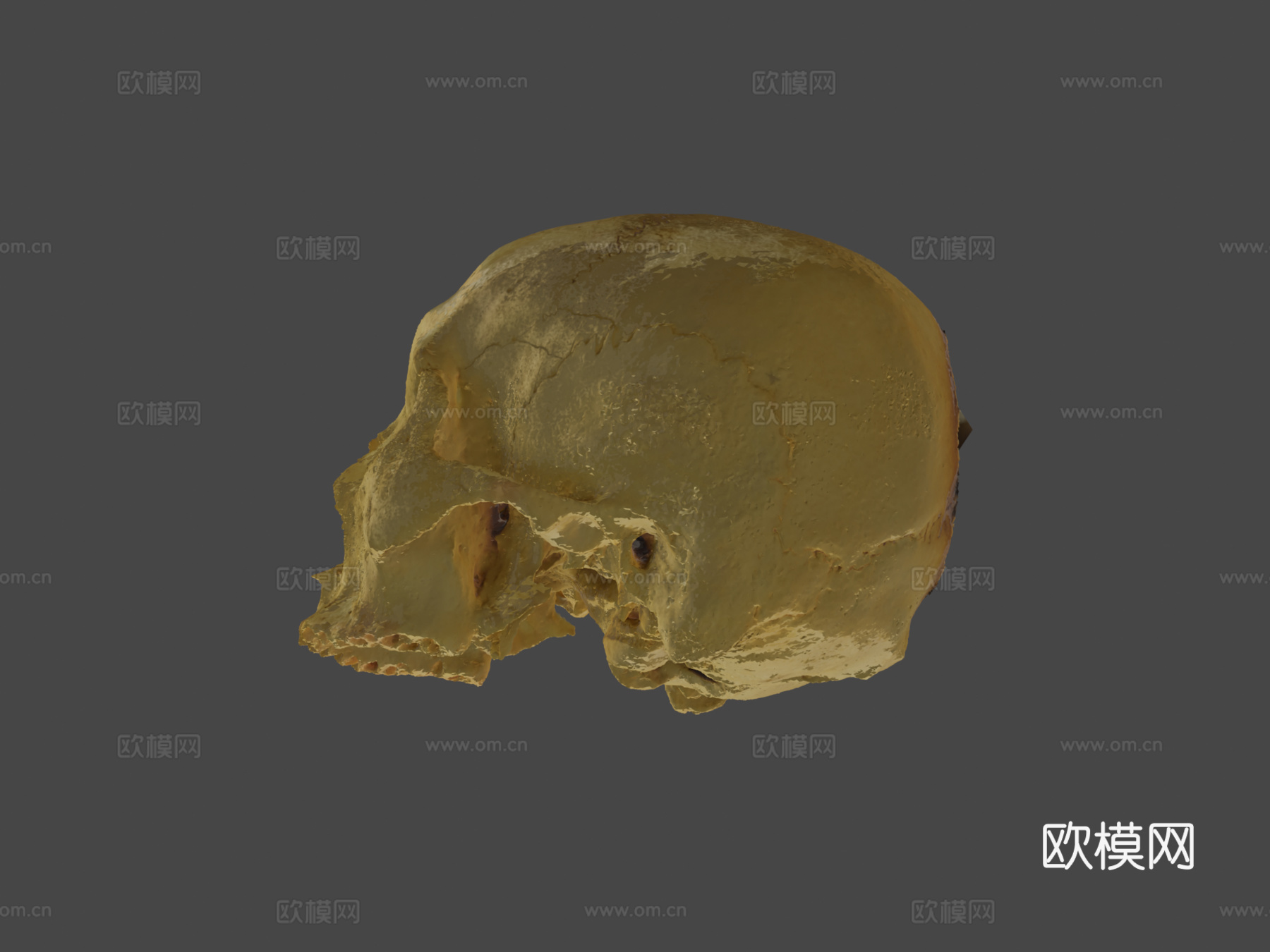 人类头骨3d模型