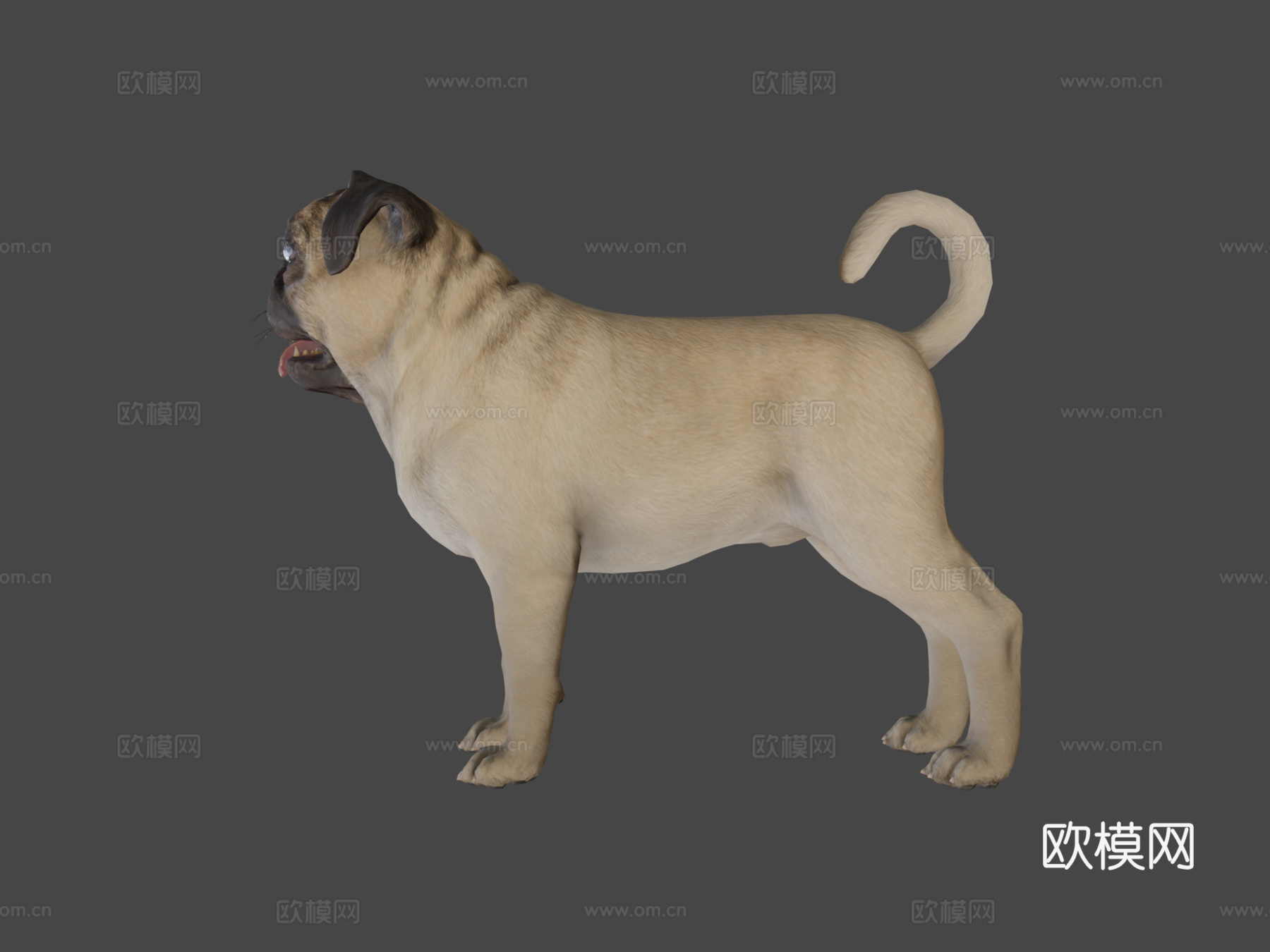 狗-哈巴狗3d模型