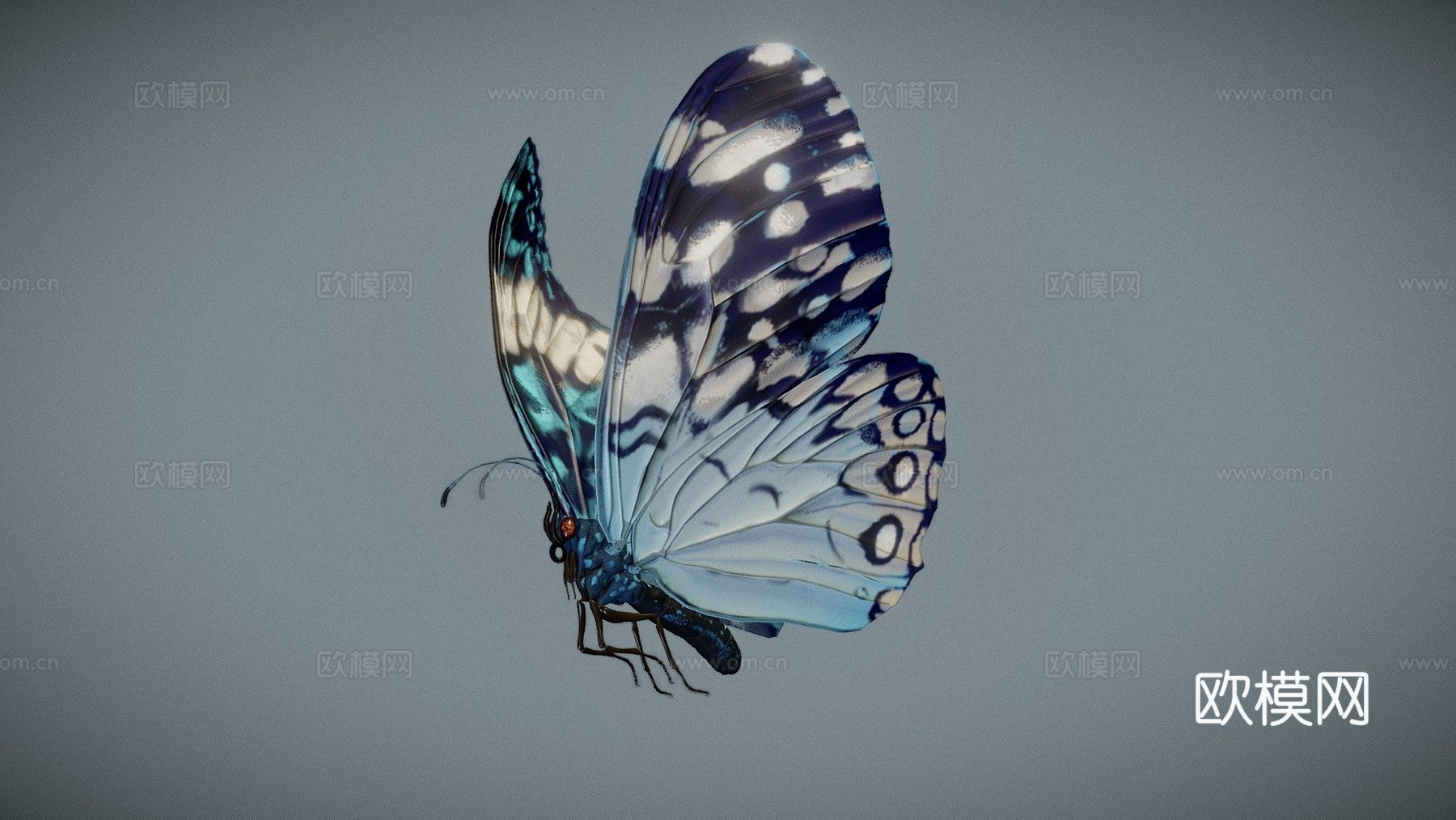 蓝蝴蝶饼干3d模型