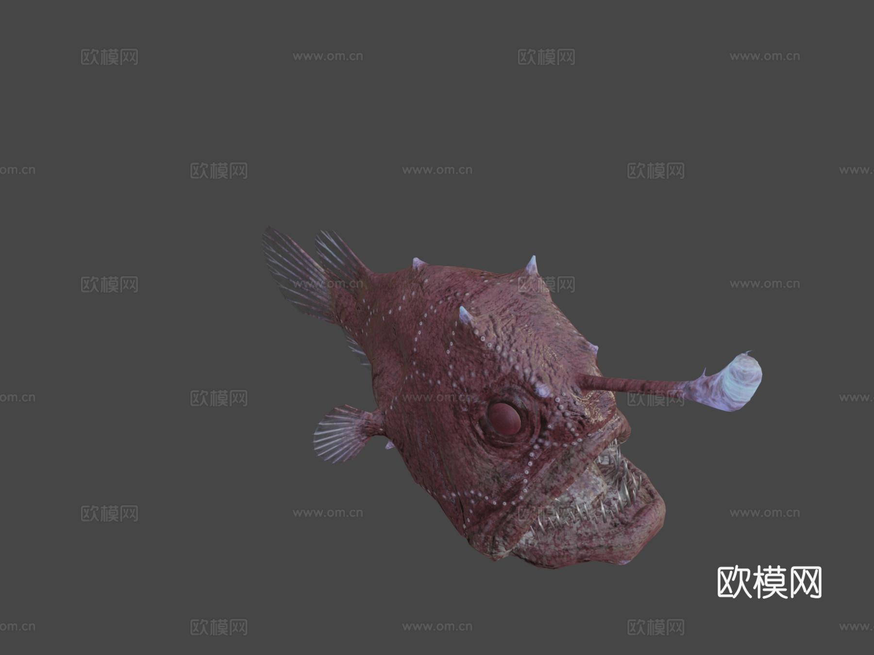 大西洋足球鱼♀3d模型