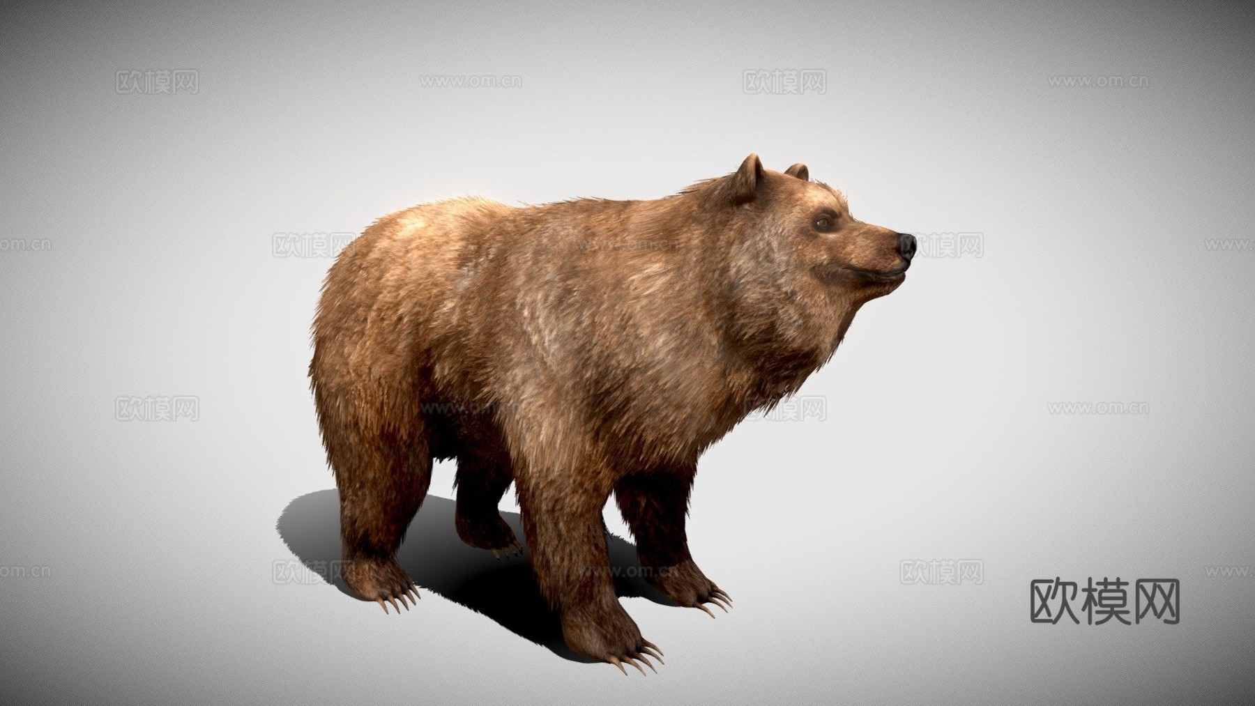 毛绒熊3d模型