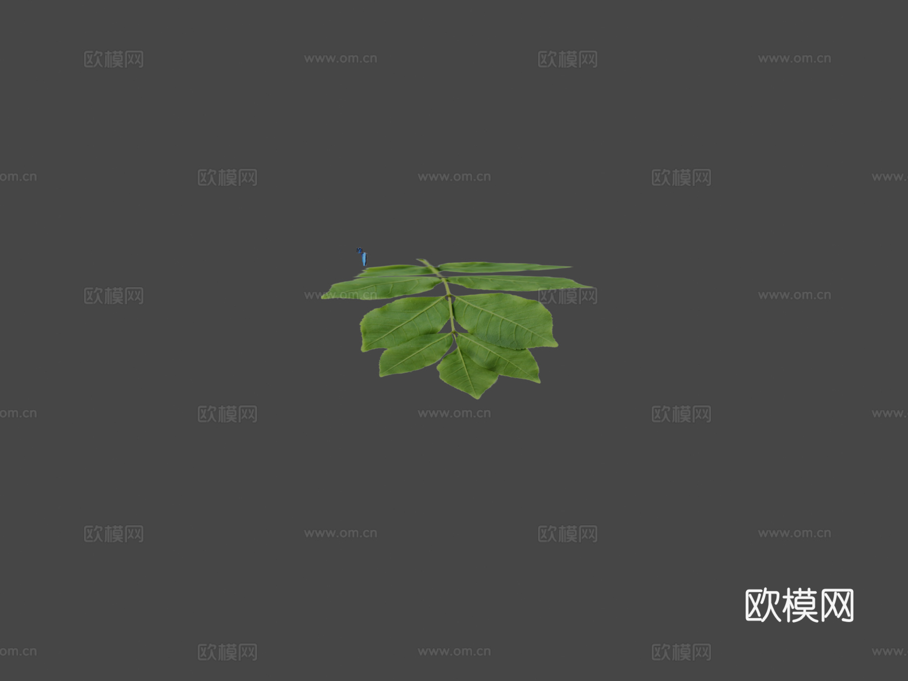 翱翔蝴蝶动画3d模型