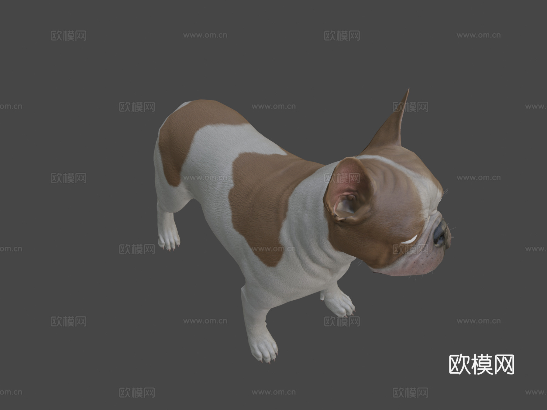 法国斗牛犬3d模型