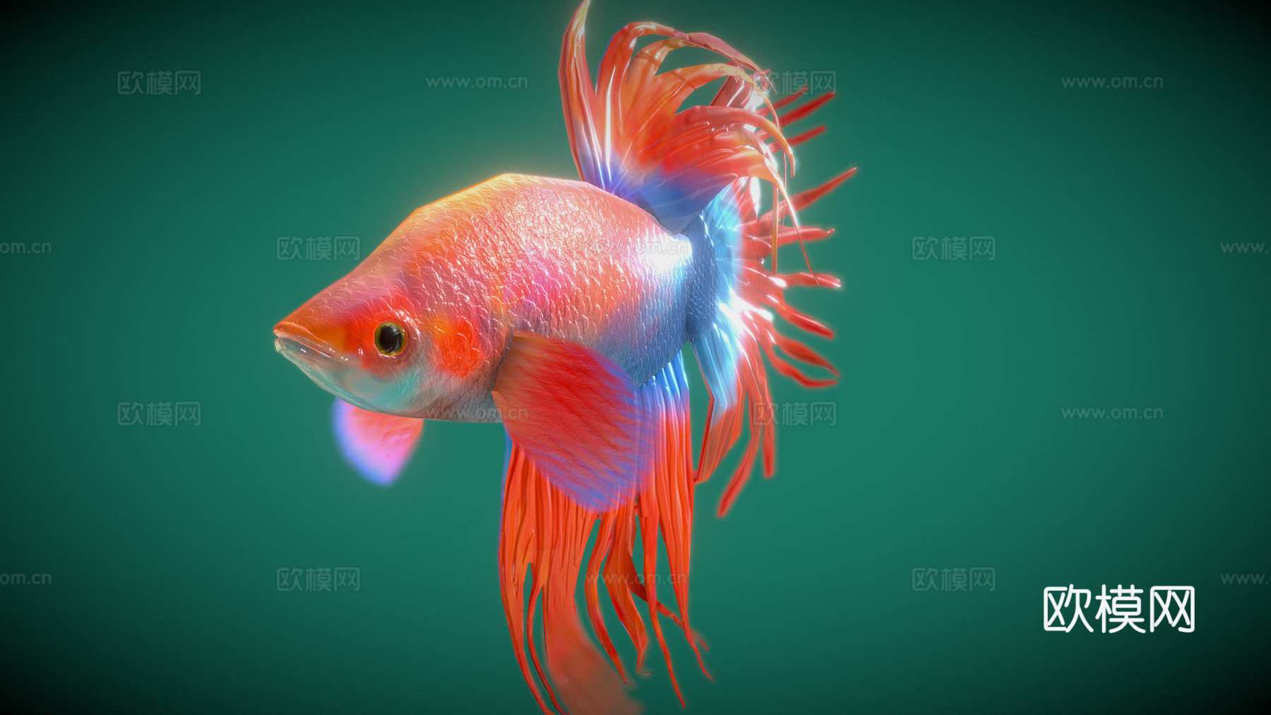 红色斗鱼3d模型