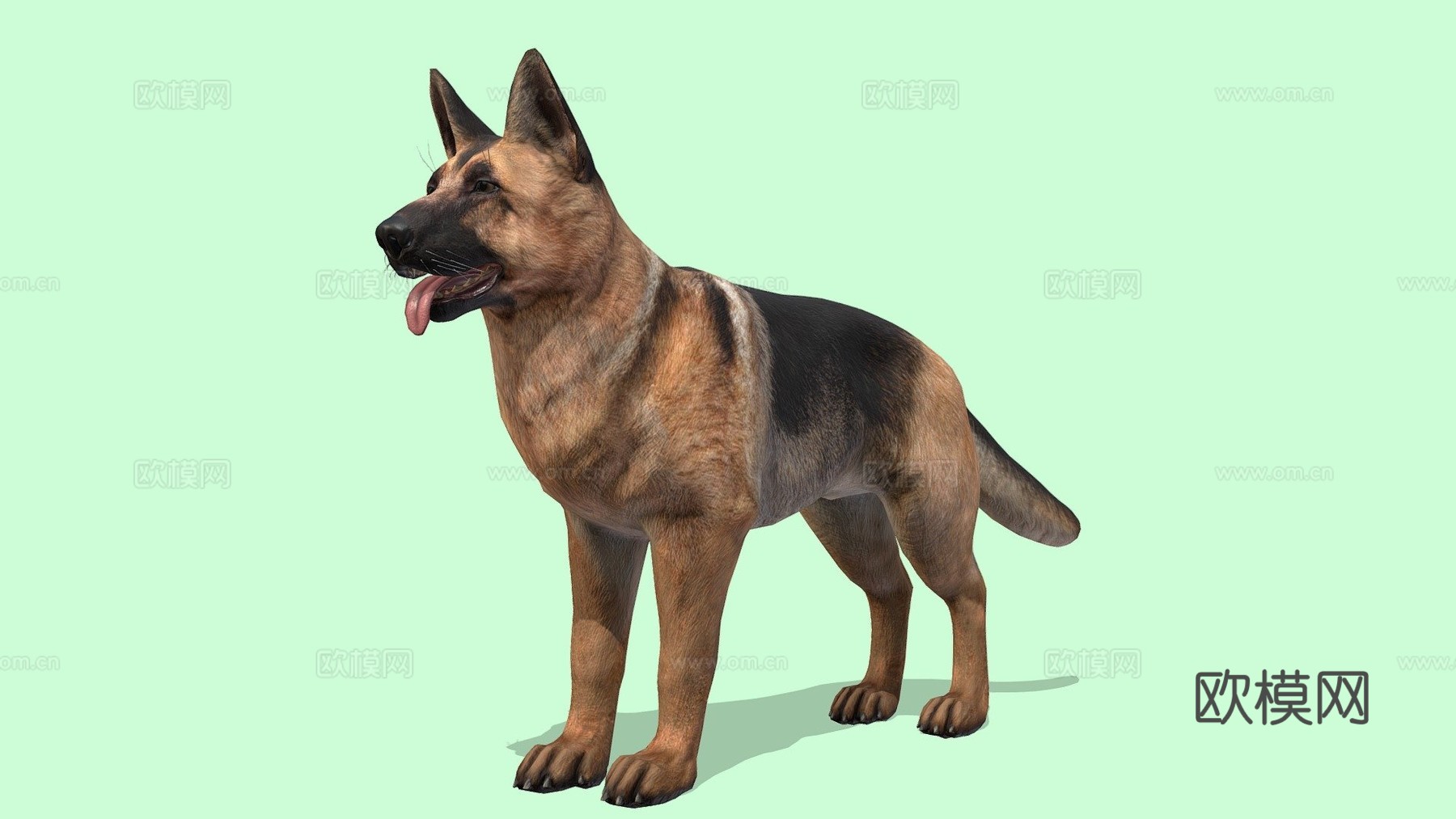 狗-牧羊犬3d模型