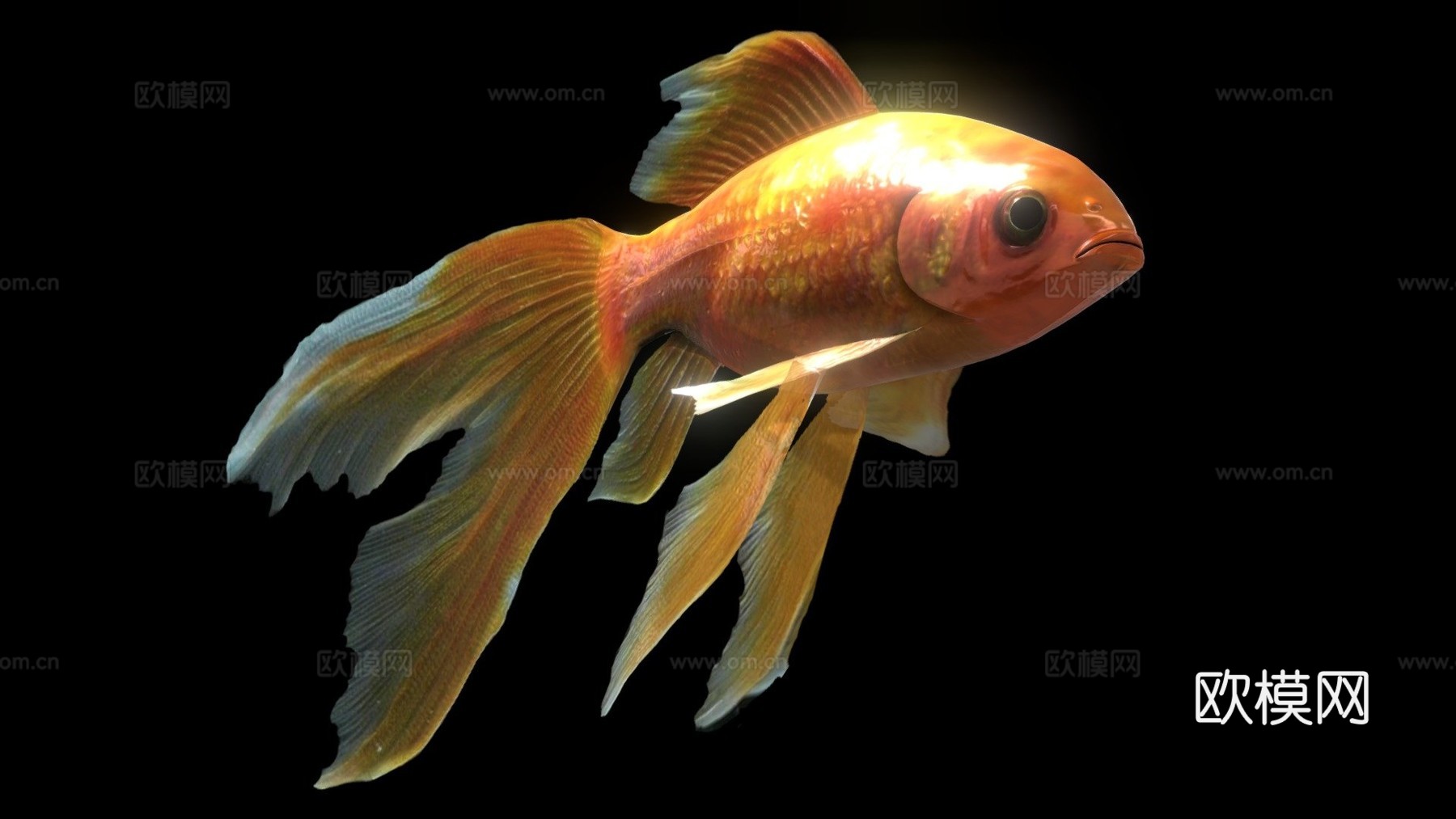 金鱼3d模型
