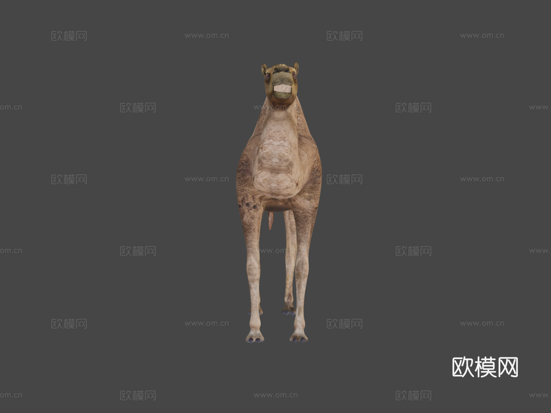 双峰骆驼3d模型