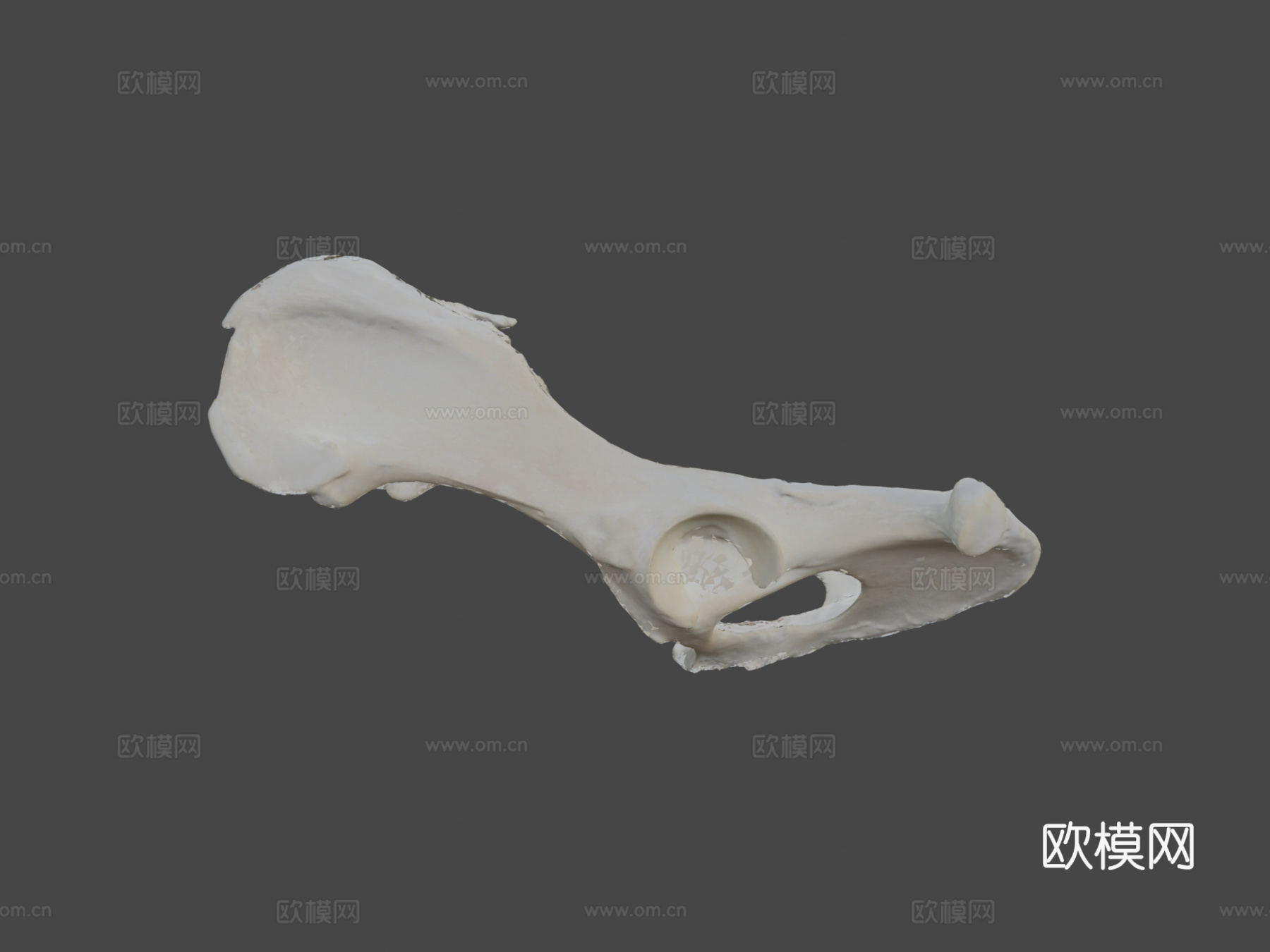 狗盆骨髋骨3d模型