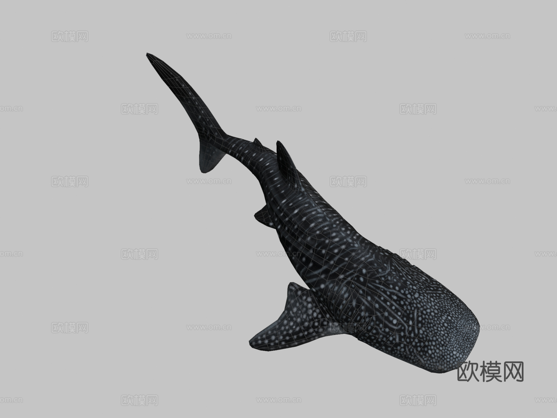 鲸鲨3d模型