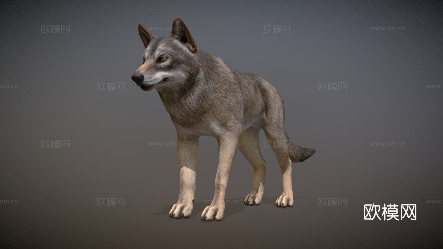 狼动画3d模型