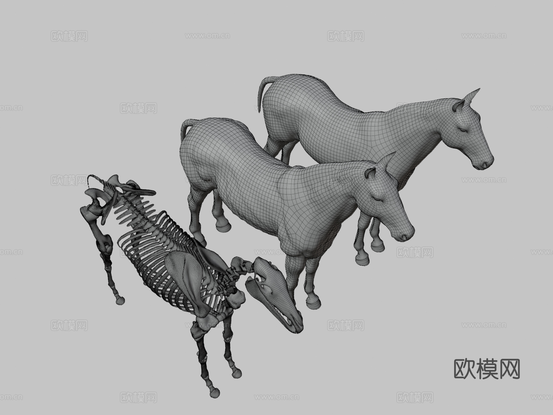 马匹解剖生态皮肤3d模型