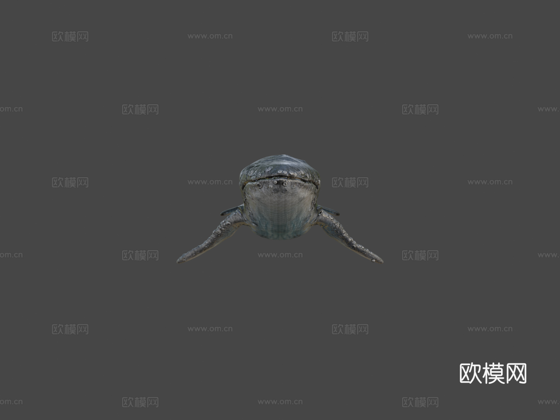 写实座头鲸3d模型