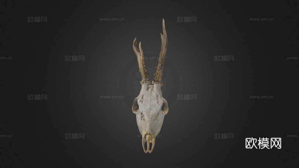 欣快鹿头骨3d模型