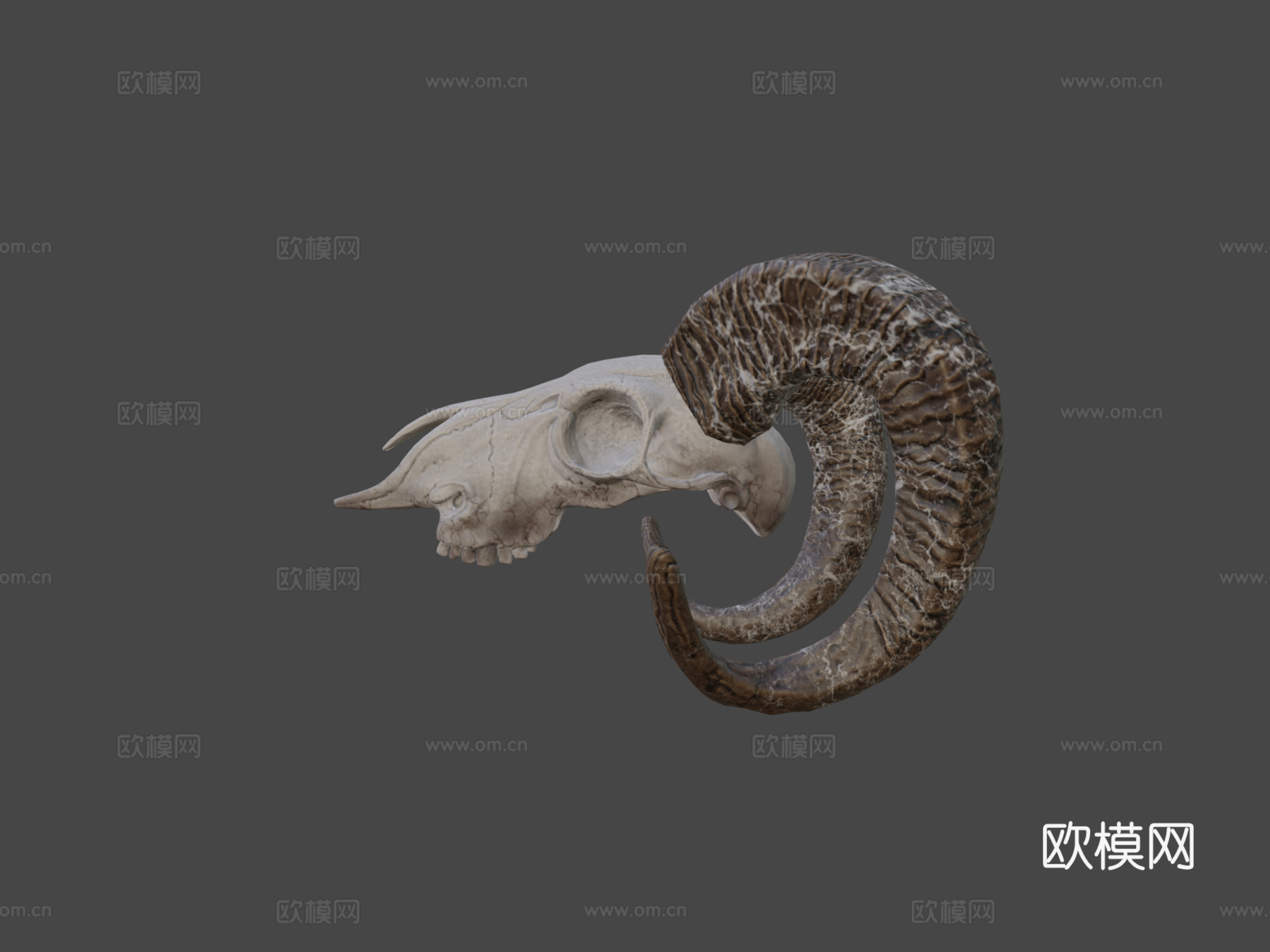山羊头骨3d模型