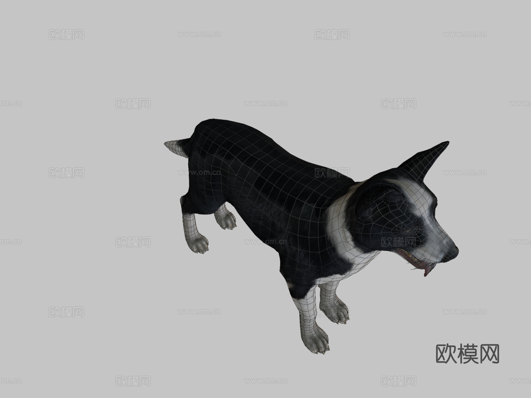 狗-边境牧羊犬3d模型