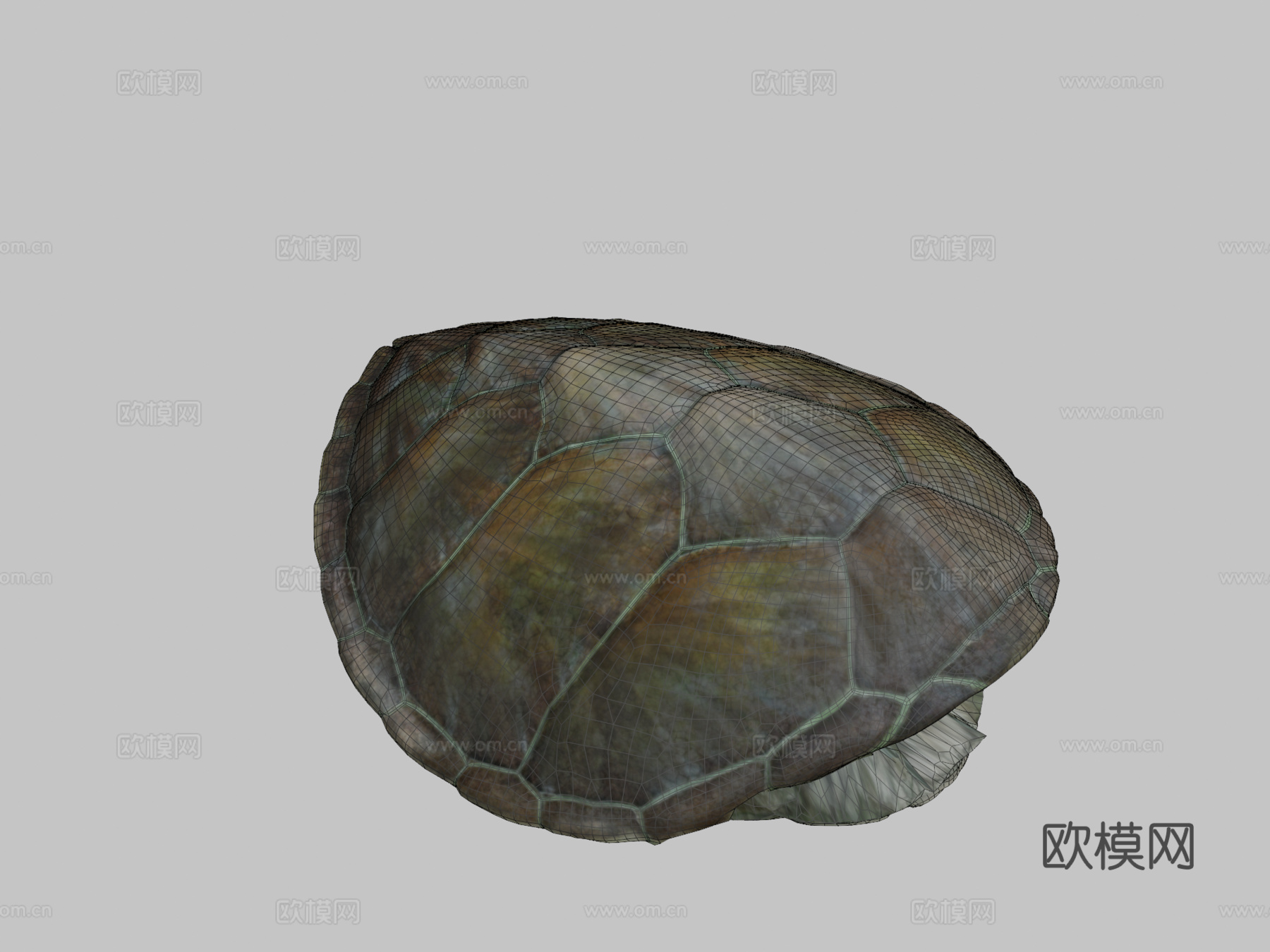 绿海龟♀3d模型