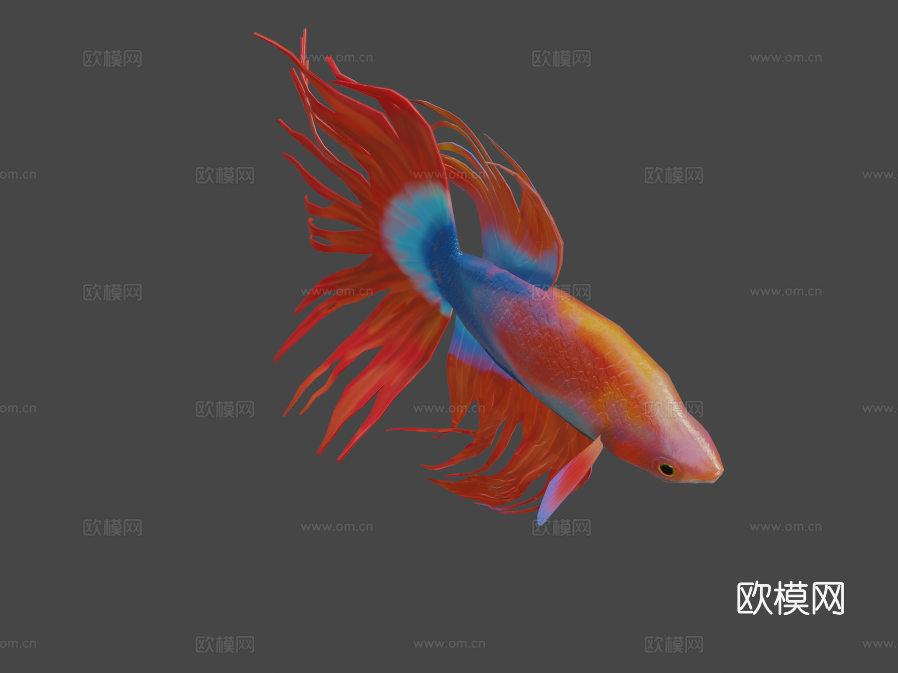 红色斗鱼3d模型