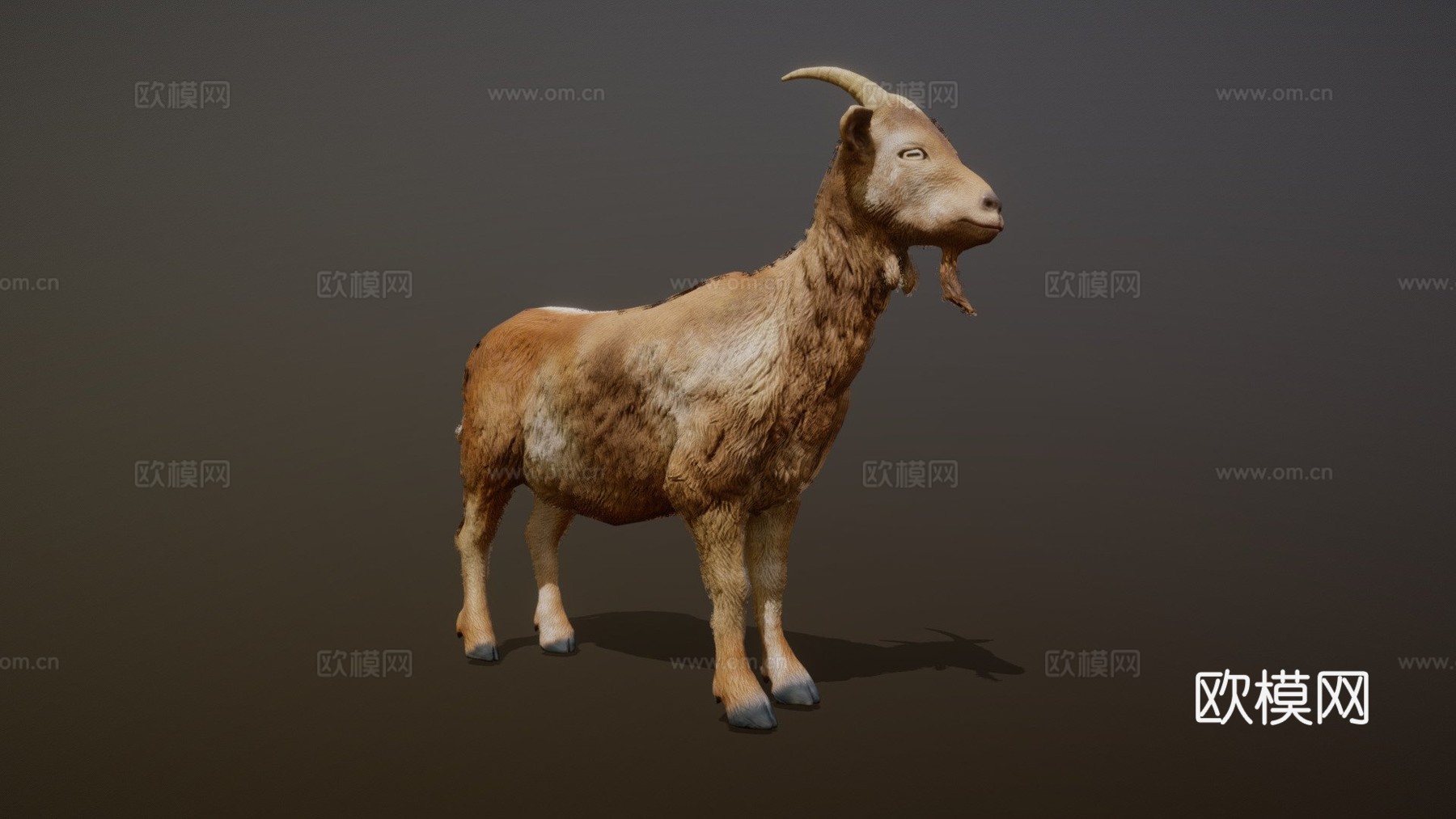 山羊动画3d模型