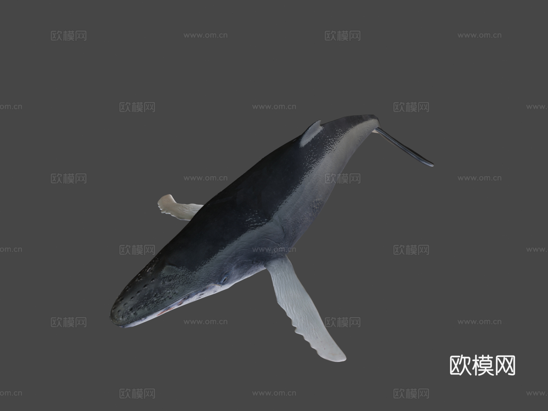 鲸鱼3d模型