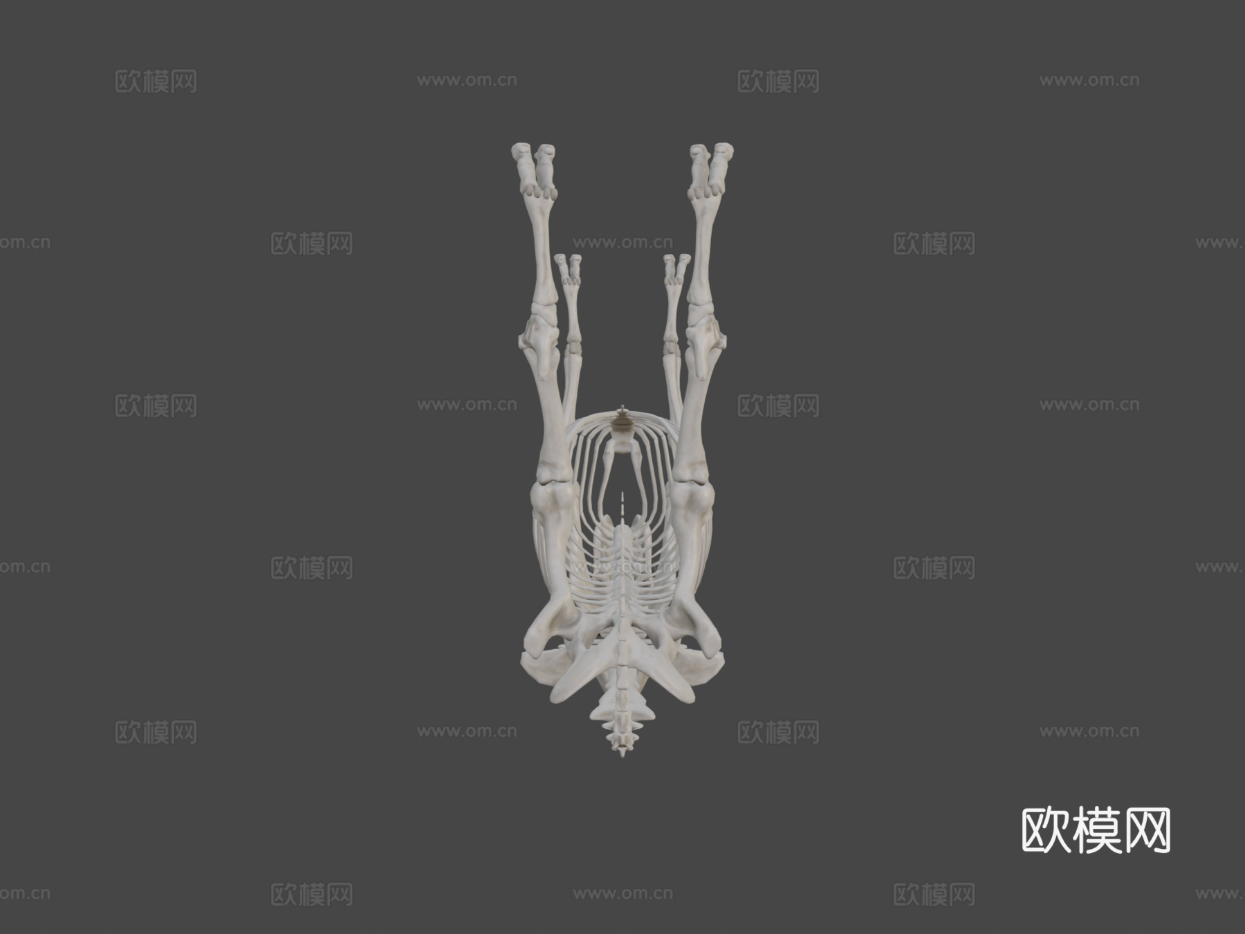 牛骨架3d模型