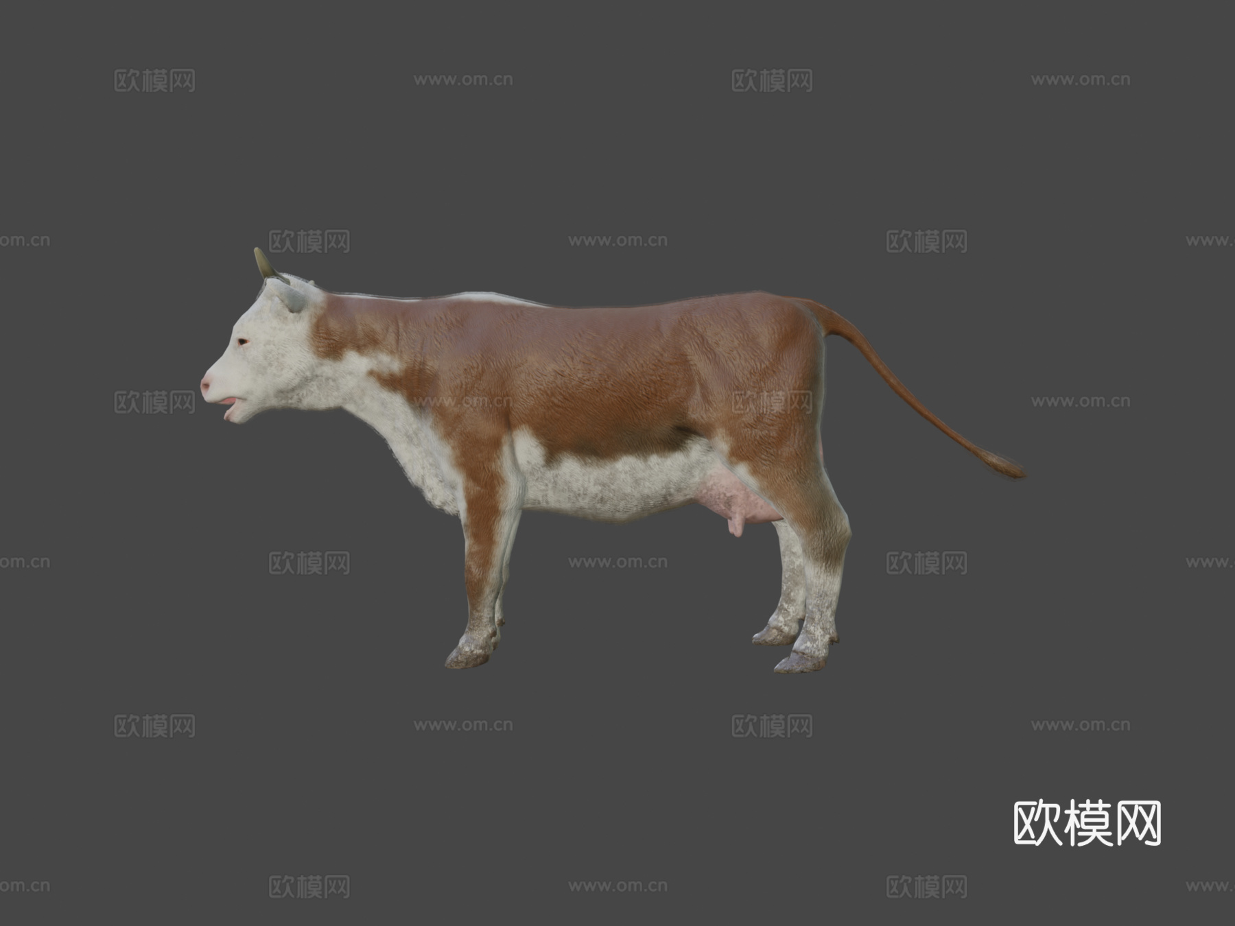 奶牛动画3d模型