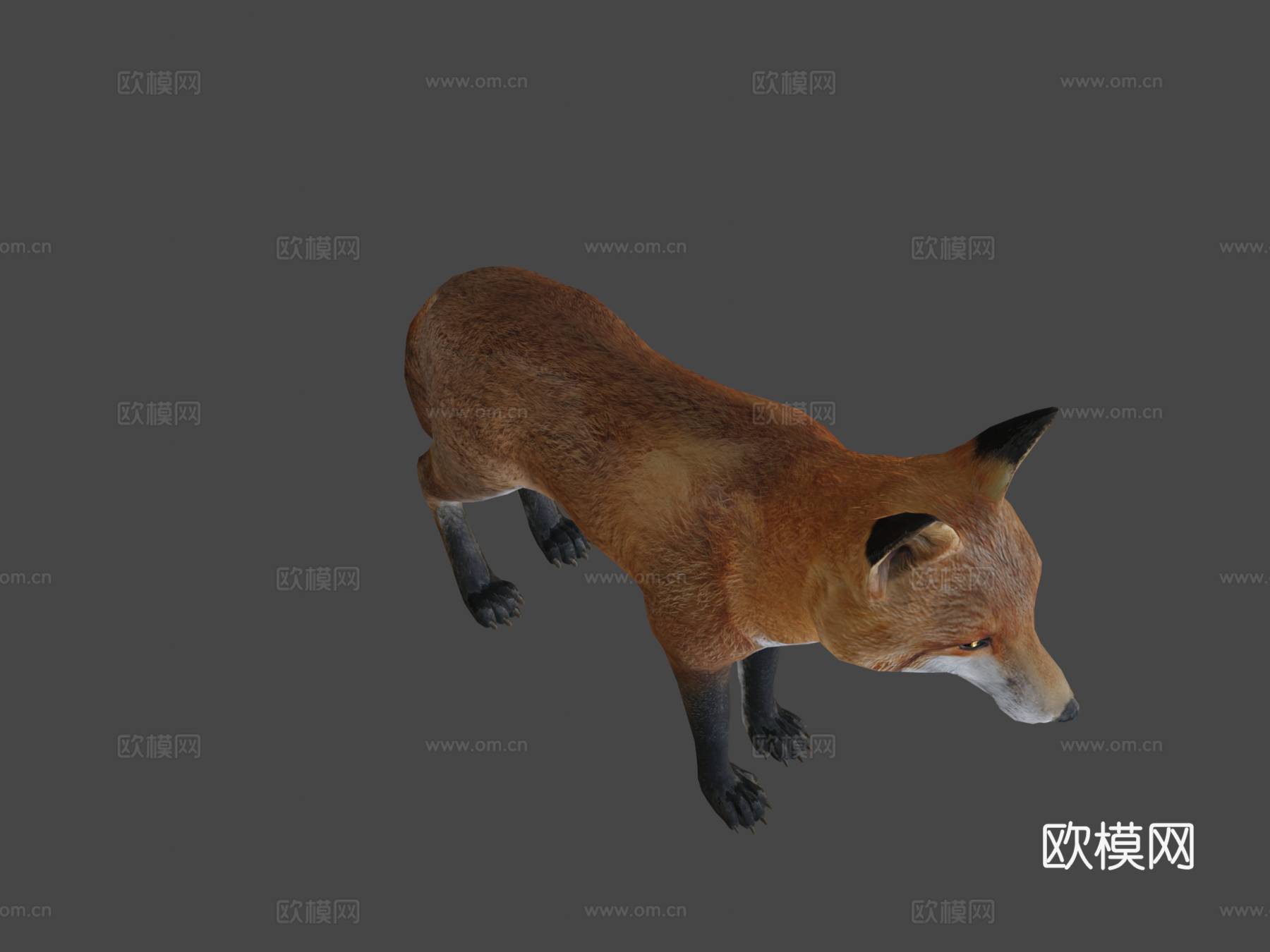 雄性狐狸3d模型