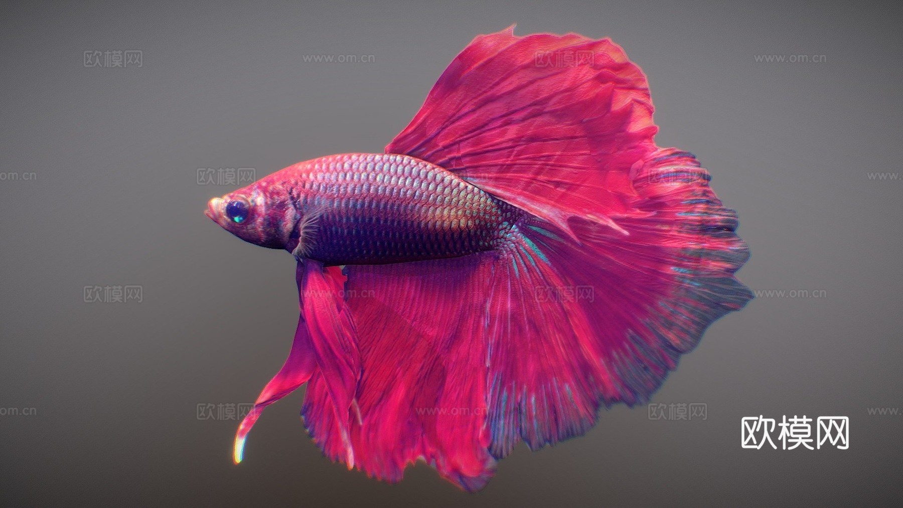 热带鱼23d模型